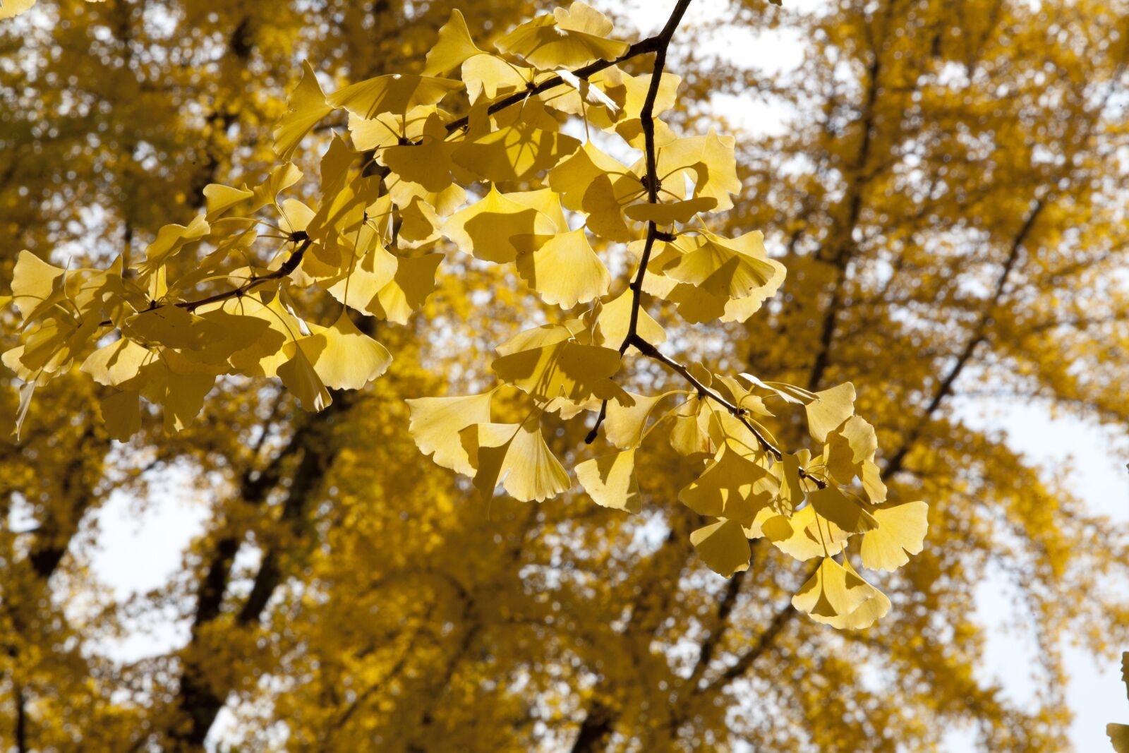 Canon EOS 5D sample photo. Ginkgo, ginkgo leaf, yellow photography