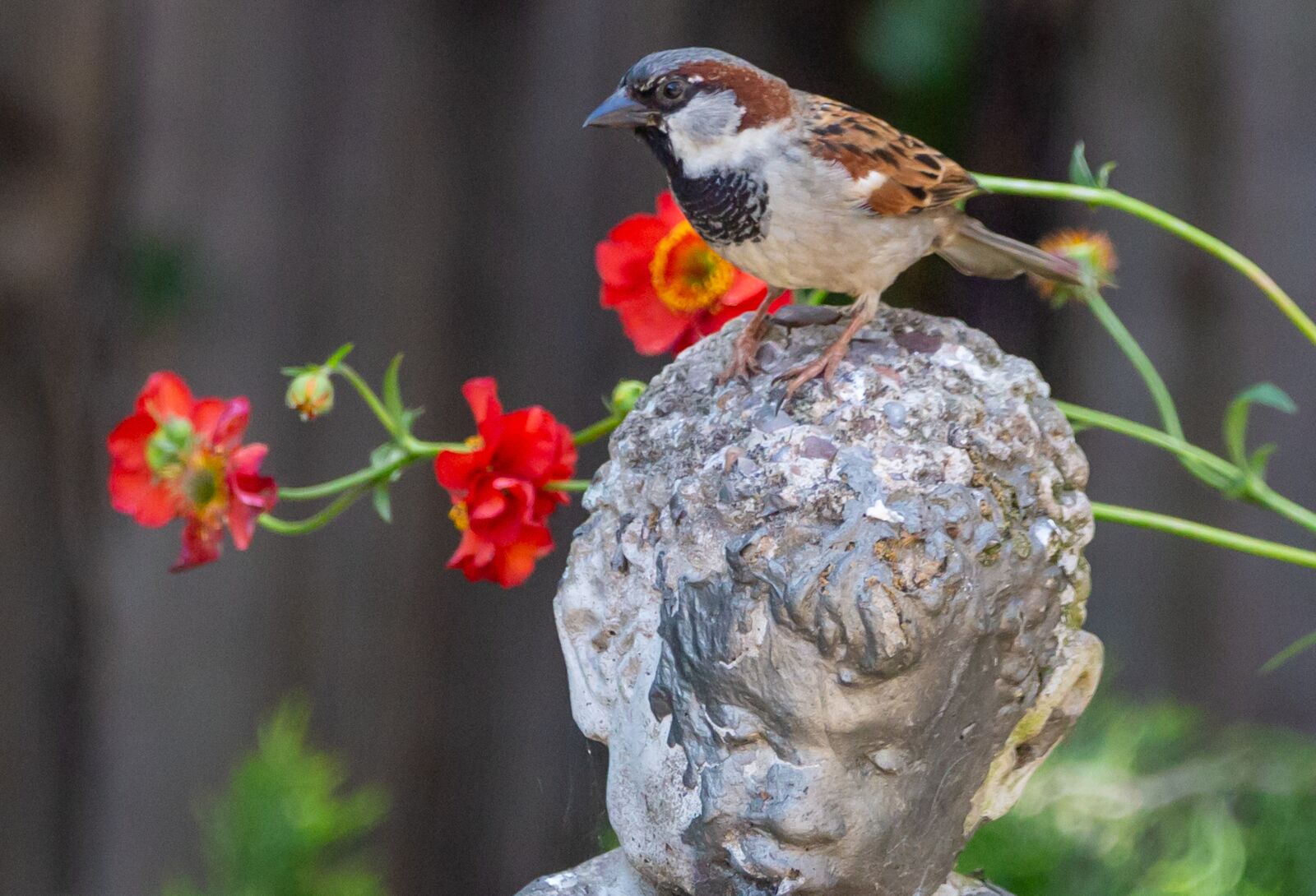 150-600mm F5-6.3 DG OS HSM | Contemporary 015 sample photo. Sparrow on statue, sparrow photography