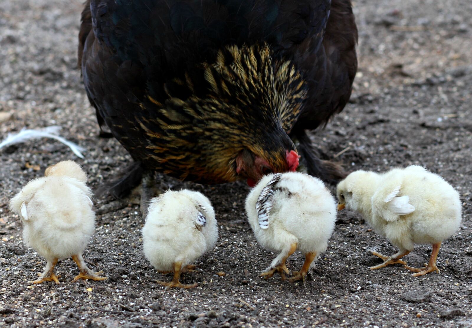Canon EOS 700D (EOS Rebel T5i / EOS Kiss X7i) + Canon EF 85mm F1.8 USM sample photo. Chicken, toddler, fluffy photography