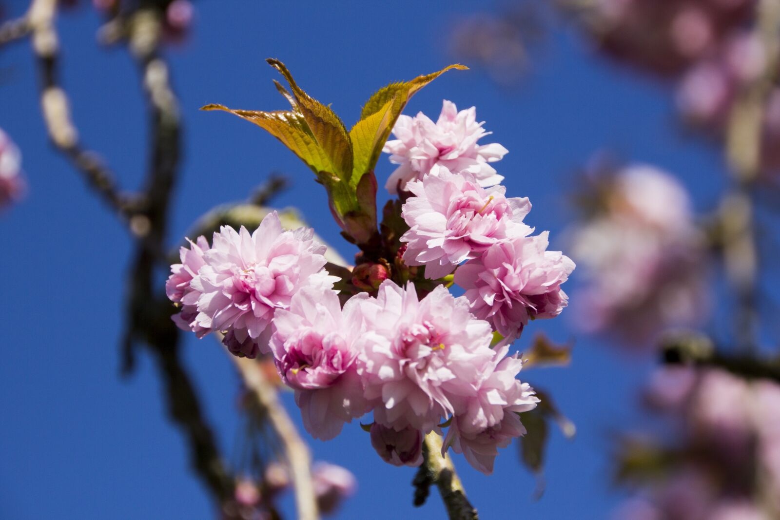 Canon EOS 60D sample photo. Cherry tree, flowers, cherry photography