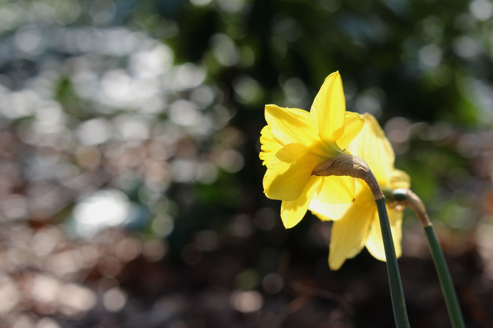 Canon EF-S 55-250mm F4-5.6 IS STM sample photo. Nature, plant, flower photography