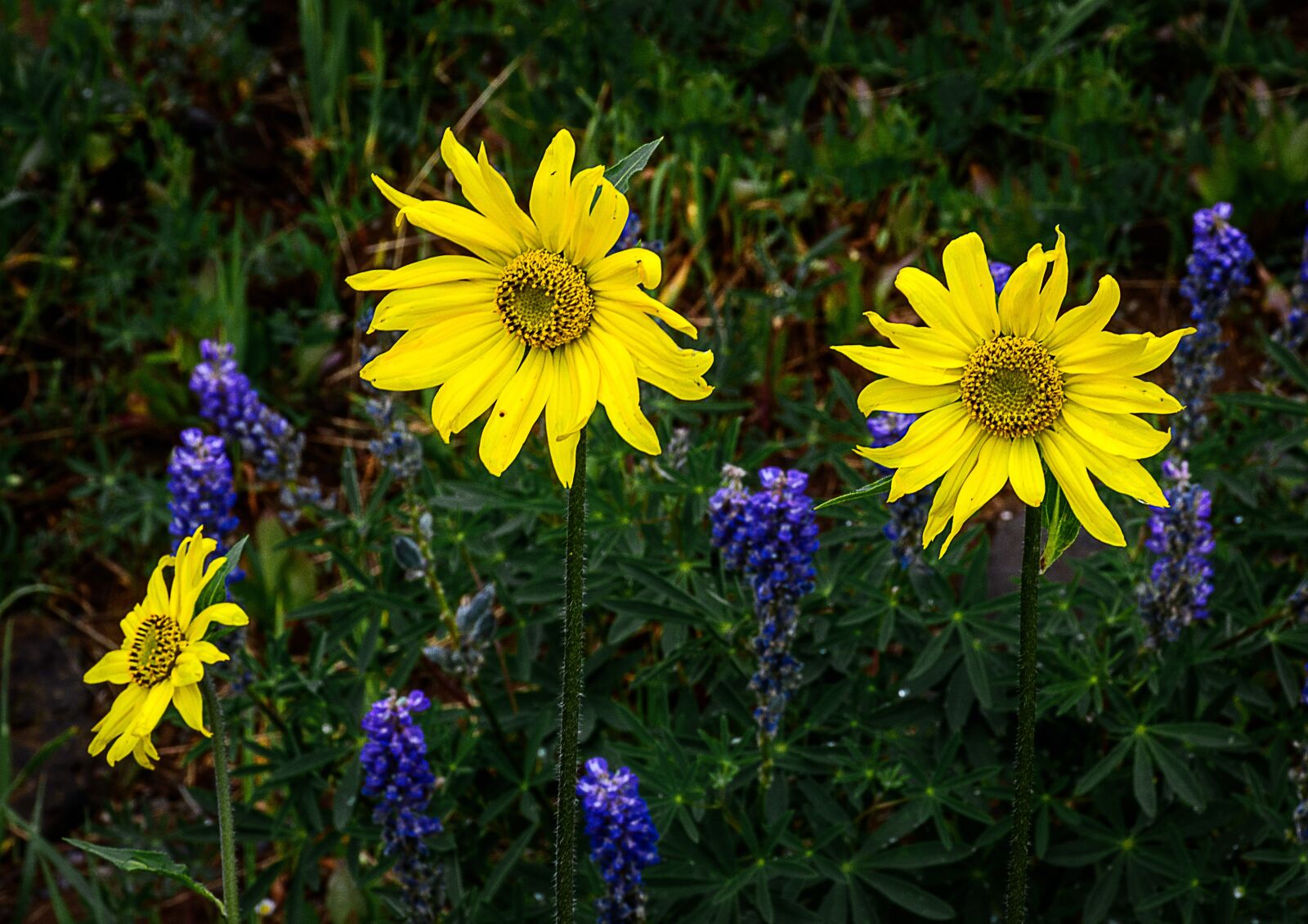 Nikon D7100 sample photo. Wildflowers, colorado, west photography