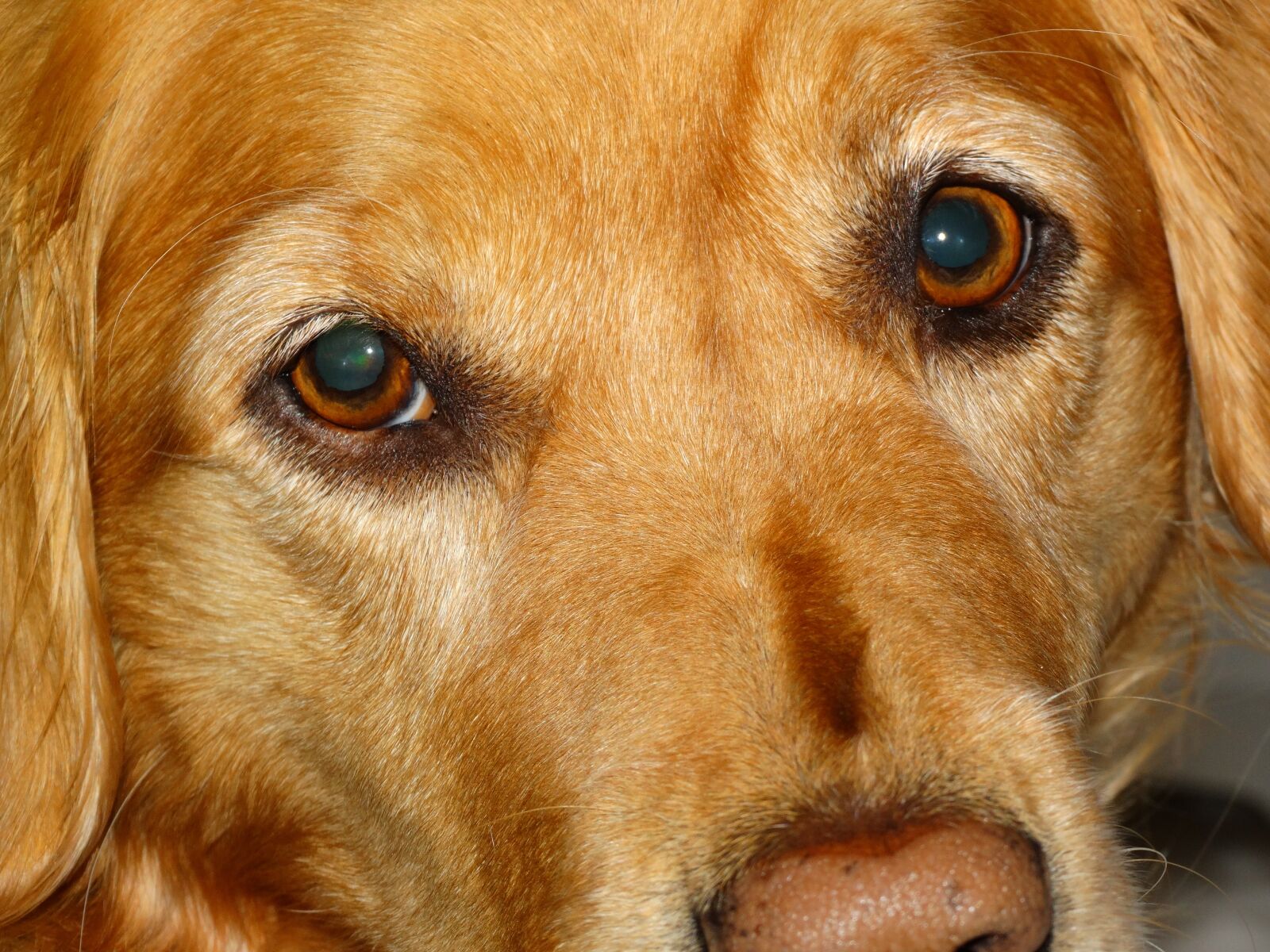 Sony Cyber-shot DSC-HX300 sample photo. Dog, face, canine photography