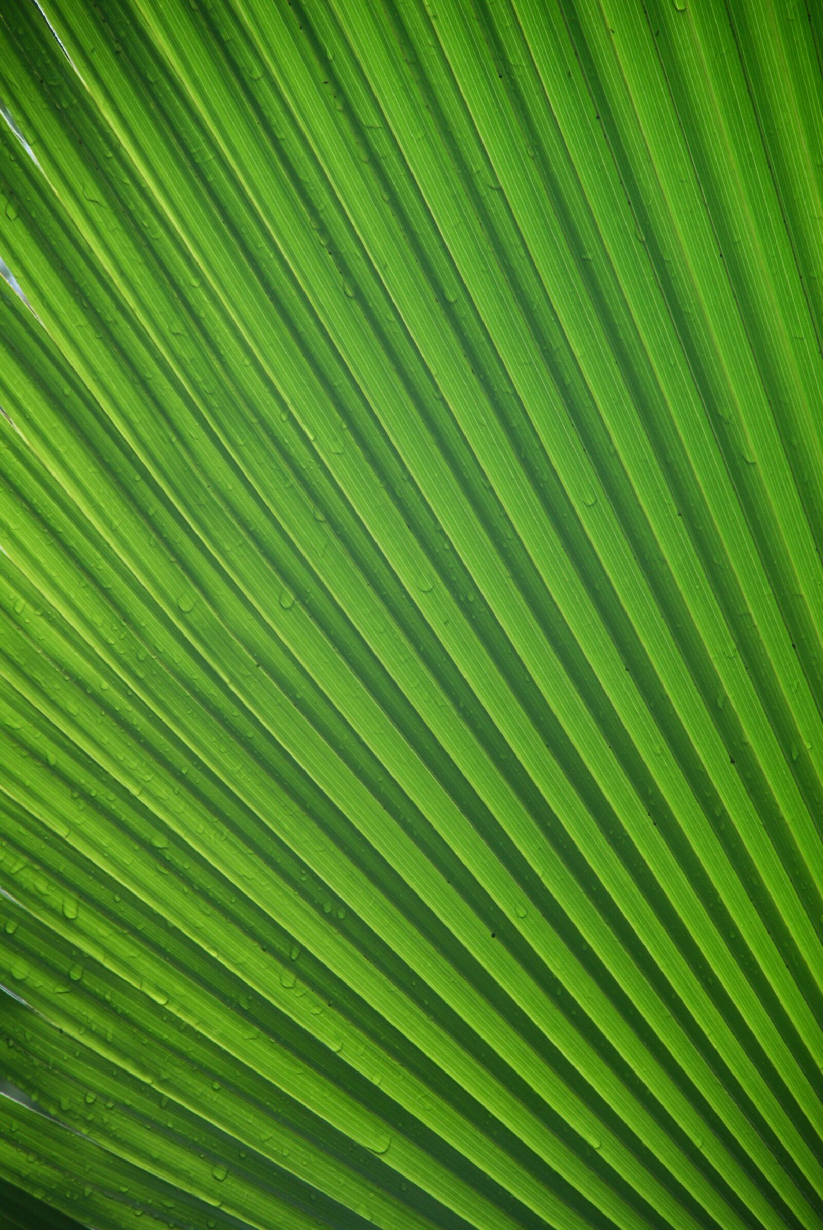 Sony Alpha DSLR-A300 sample photo. James, leaf, tropical photography