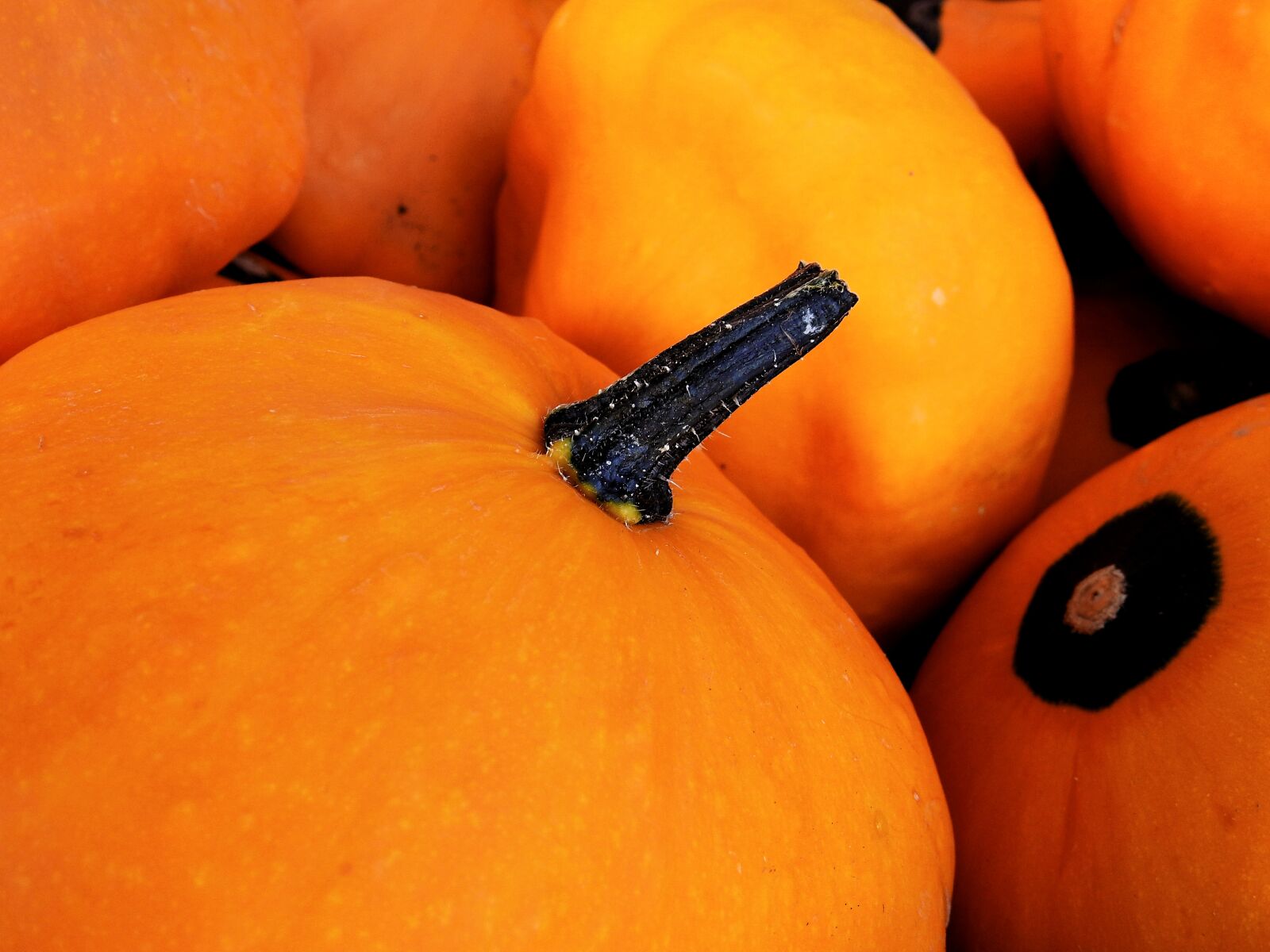 Nikon Coolpix P900 sample photo. Pumpkin, gourd, autumn photography