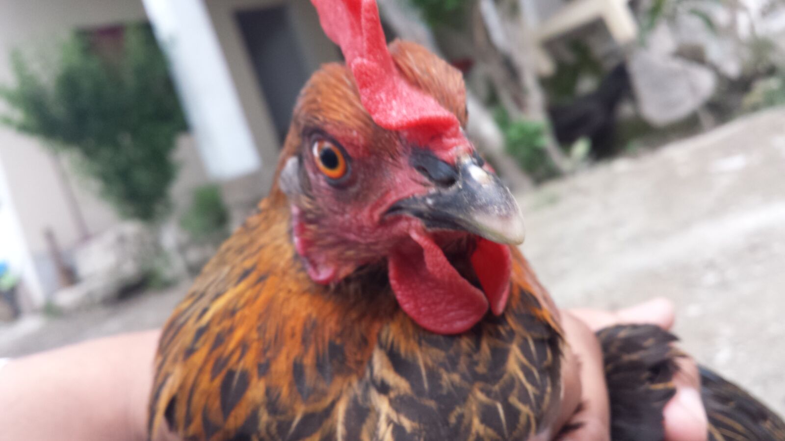 Samsung Galaxy S4 sample photo. Hen, poultry, livestock photography