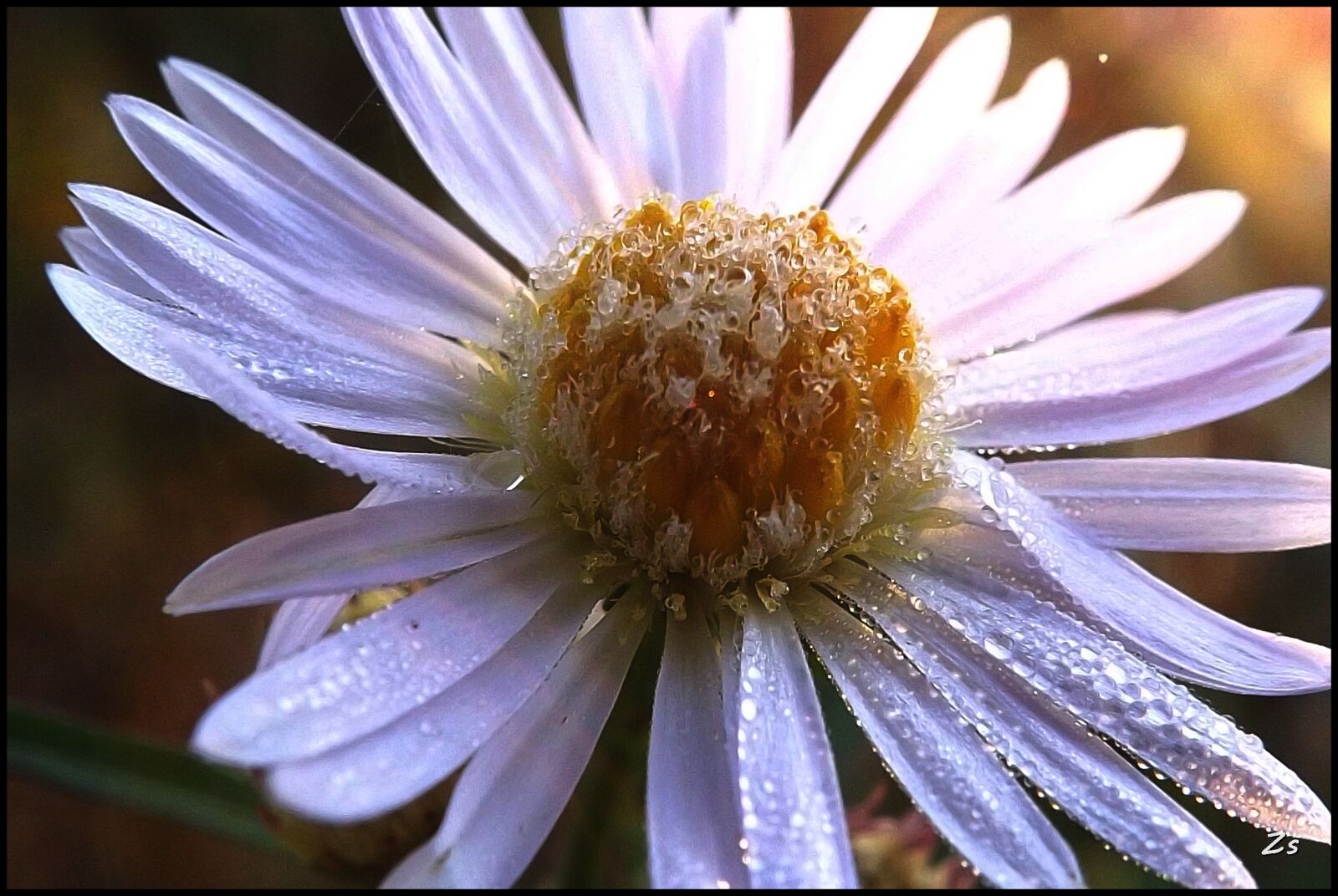 Fujifilm FinePix S4200 sample photo. Nature, flower, macro photography