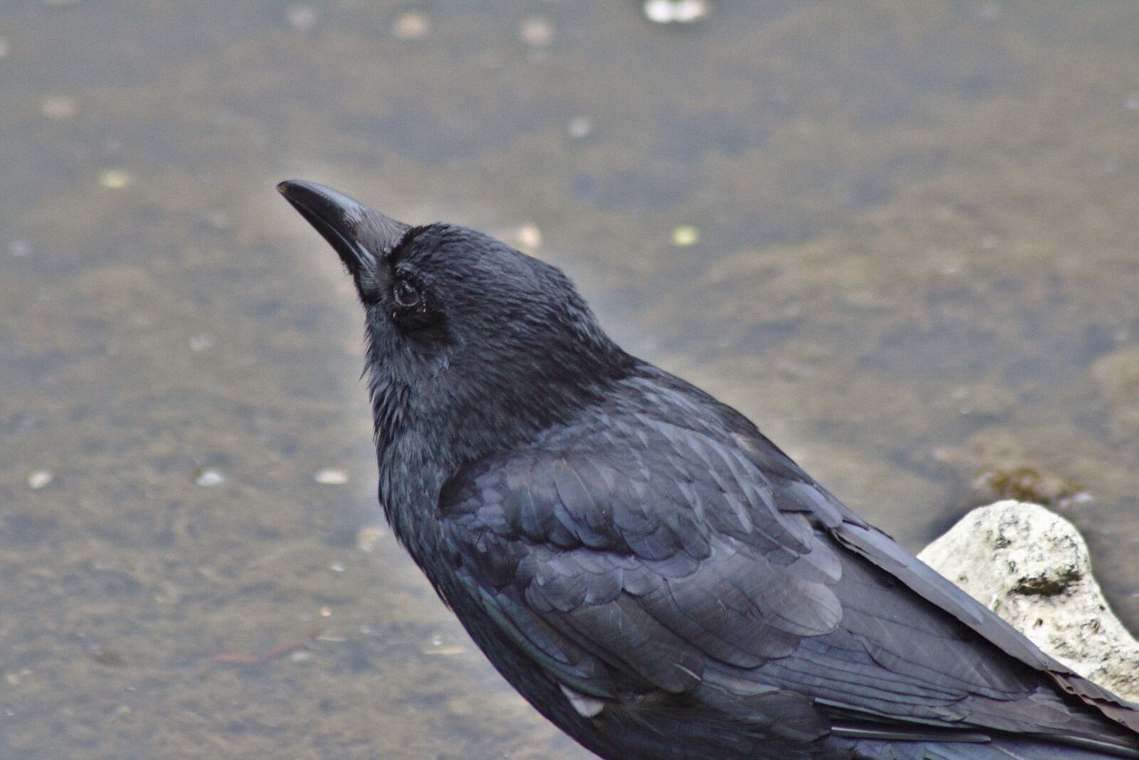 Canon EOS 750D (EOS Rebel T6i / EOS Kiss X8i) sample photo. Raven, head, bill photography