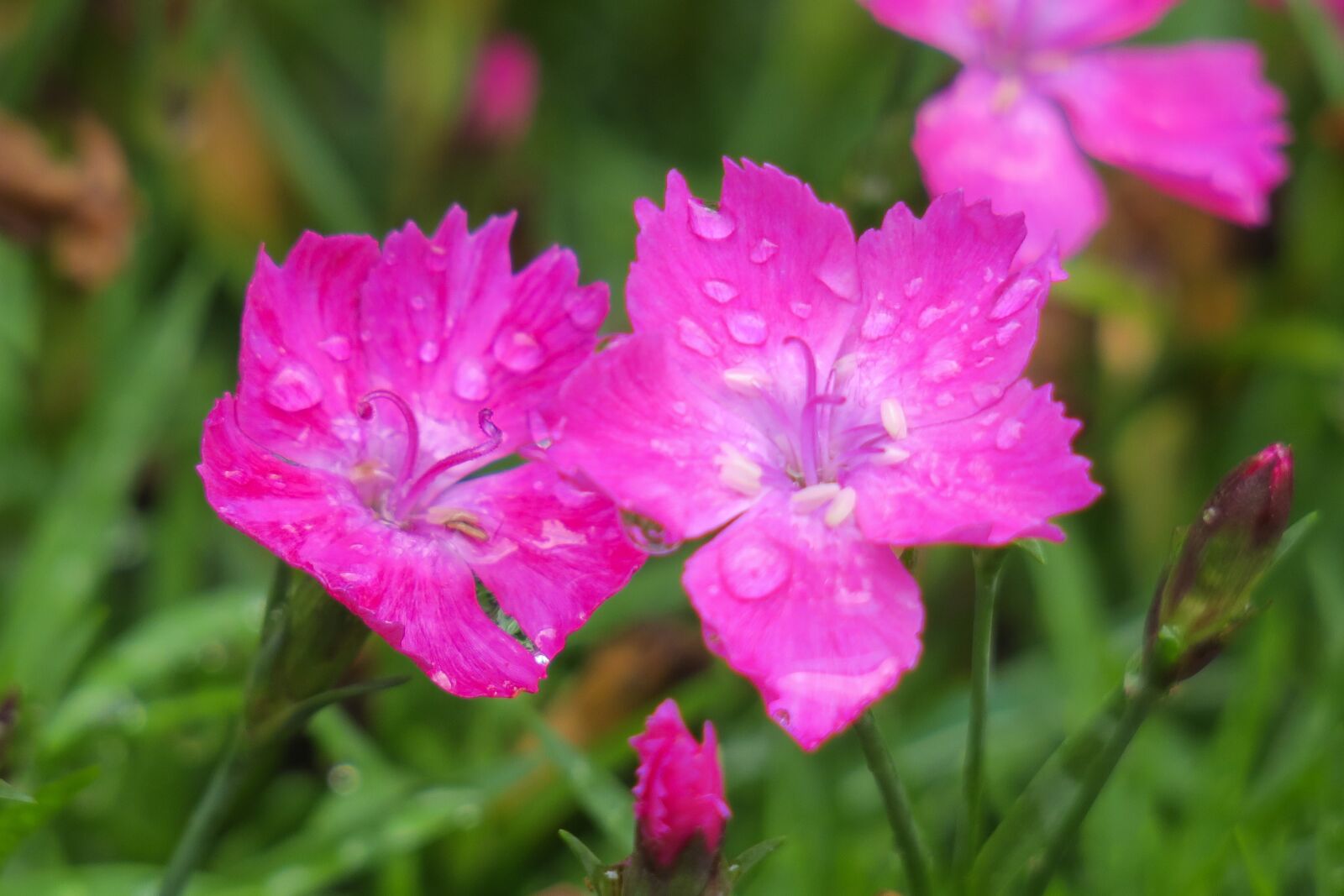 Canon PowerShot G3 X sample photo. Dianthus flowers, nature, plant photography