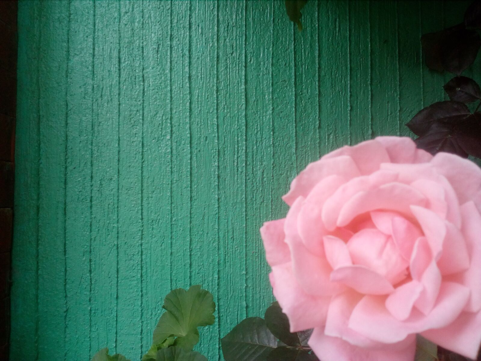 HUAWEI Y5II sample photo. Flowers, flower, spring photography