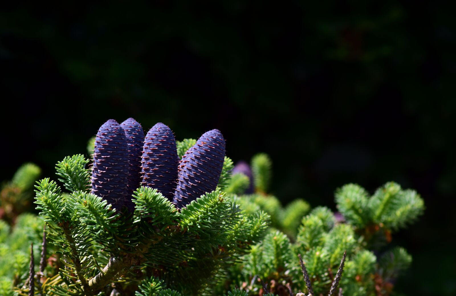 Nikon D3300 sample photo. Conifer, green, cones photography