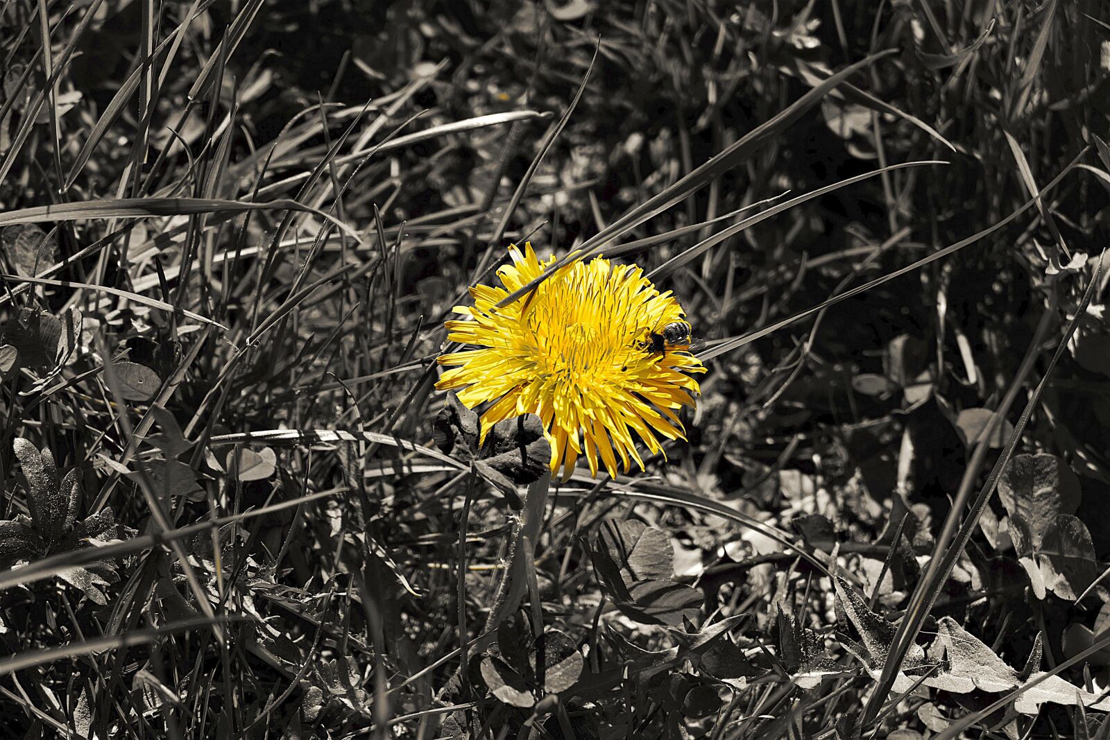 Panasonic Lumix DMC-FZ1000 sample photo. Dandelion, bee, blossom photography