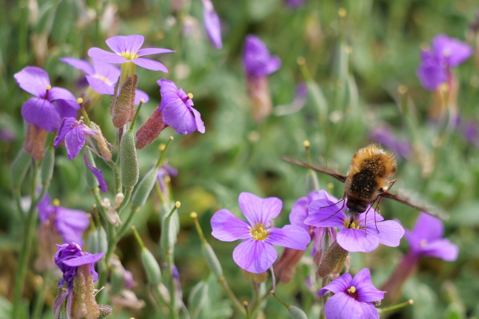 Panasonic Lumix DC-G9 sample photo. Fly, insect, bombyliidae photography