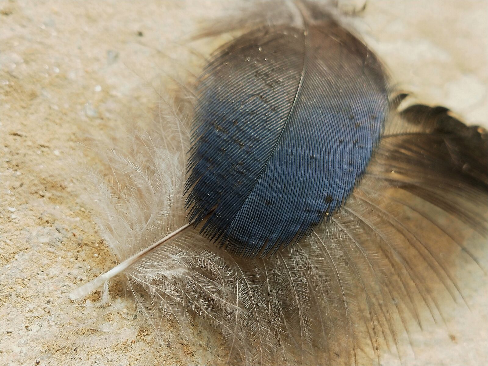 OPPO Realme 2 Pro sample photo. Feather, black, beauty photography