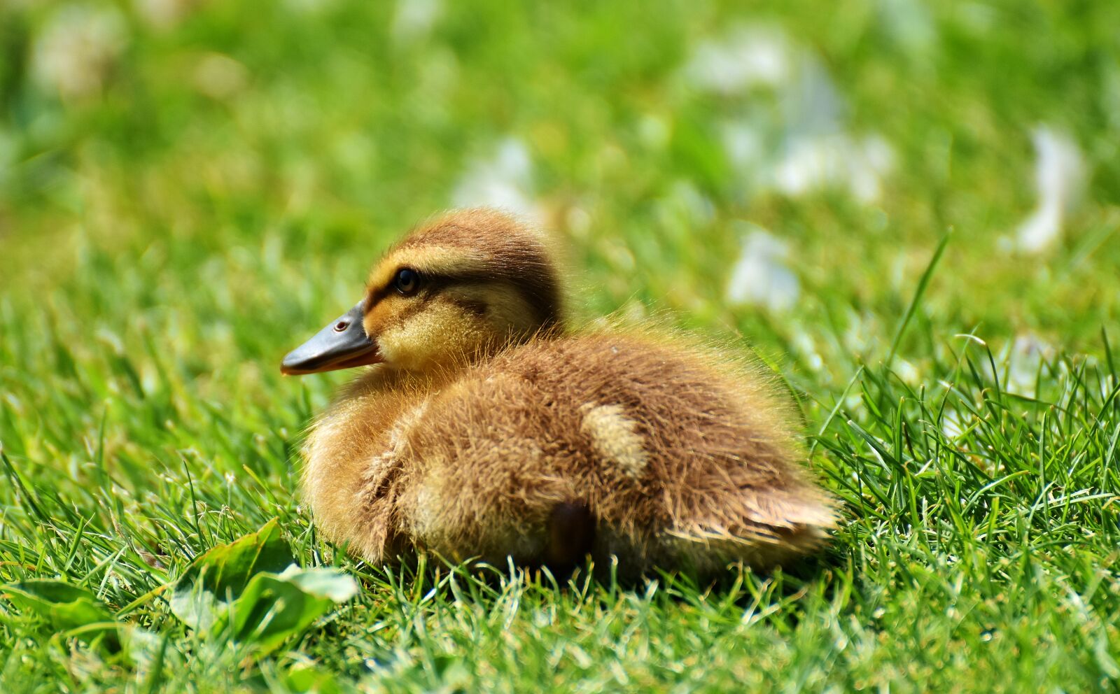 Nikon D7200 sample photo. Chicks, ducklings, mallard photography