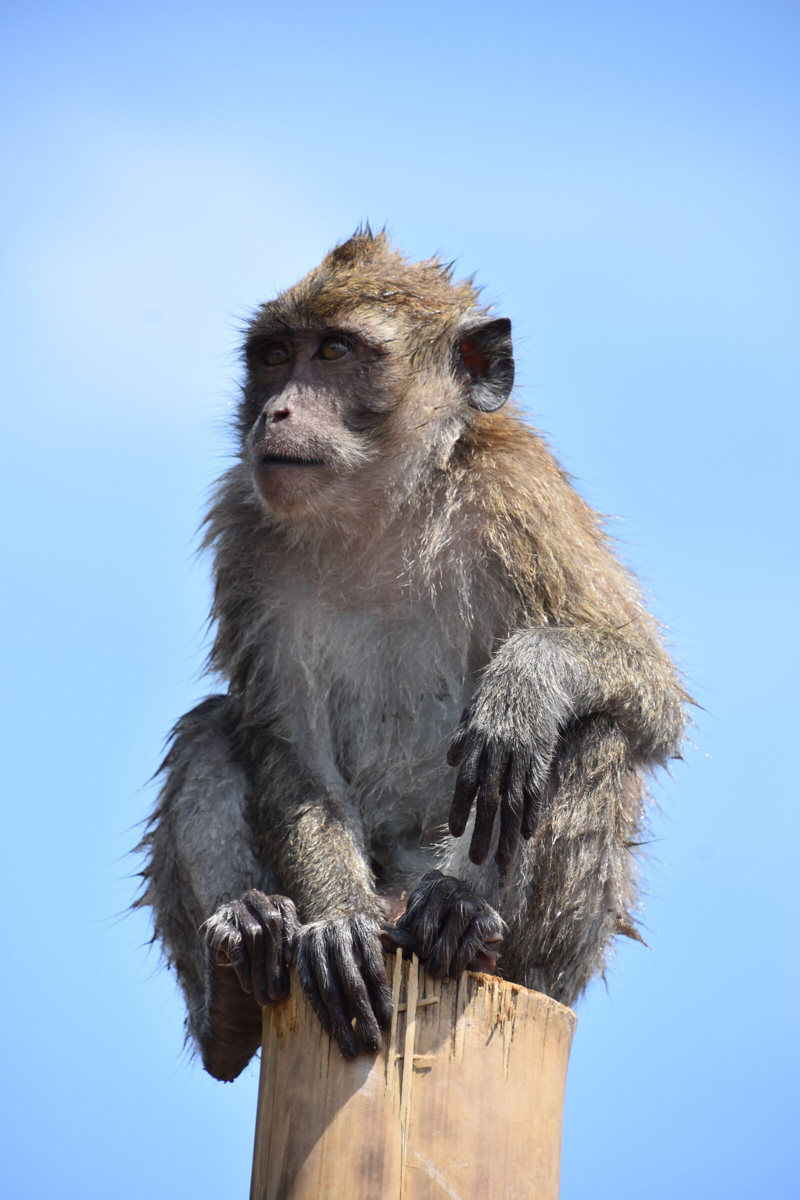 Nikon D7200 sample photo. Indonesia, monkey, nature photography