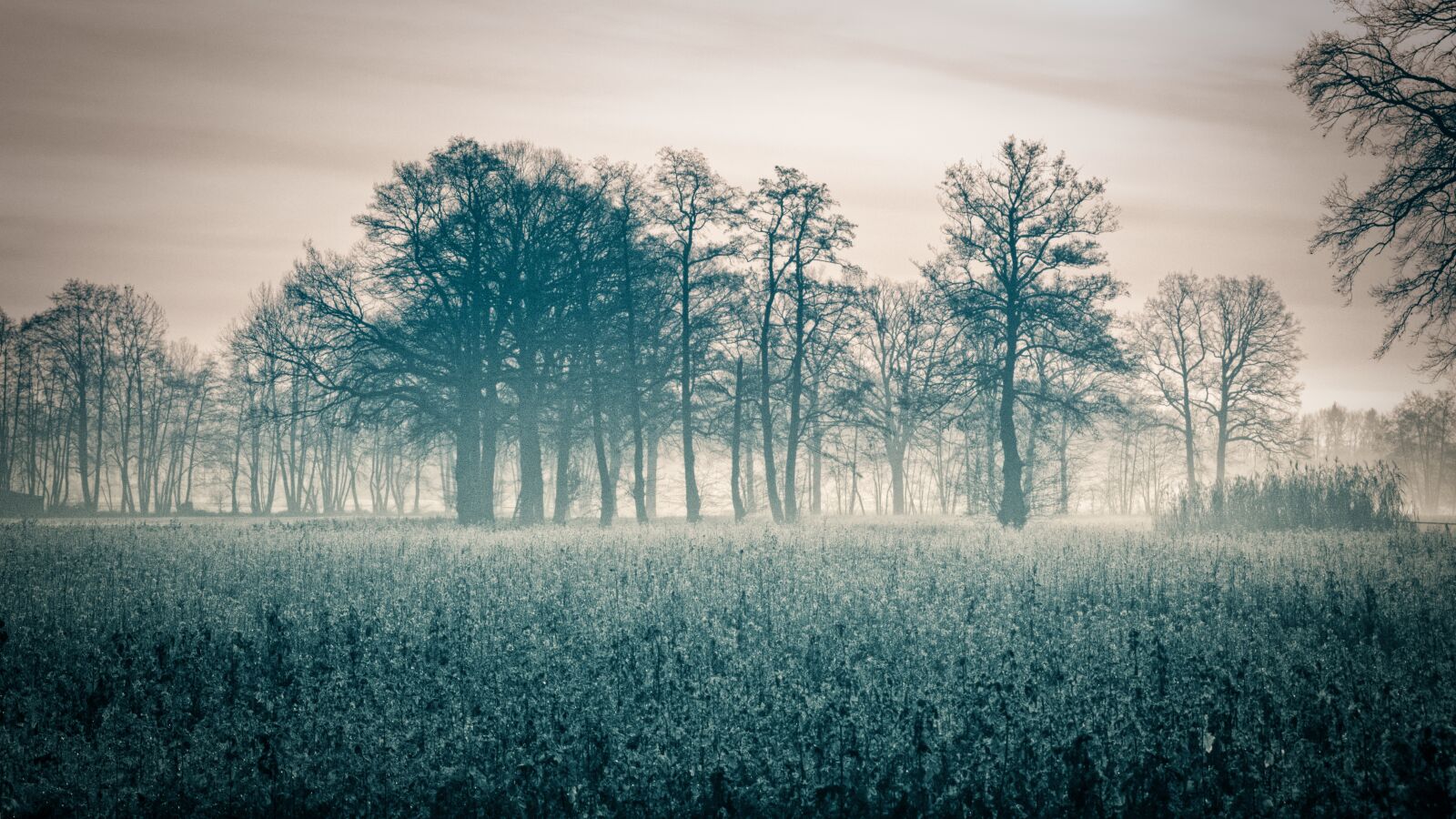 Nikon D3200 sample photo. Autumn, sunrise, fog photography