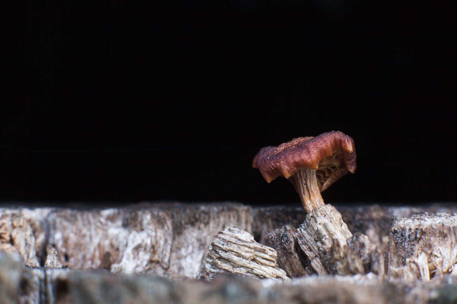 Canon EF 50mm F1.4 USM sample photo. Fungus, mushroom, nature photography