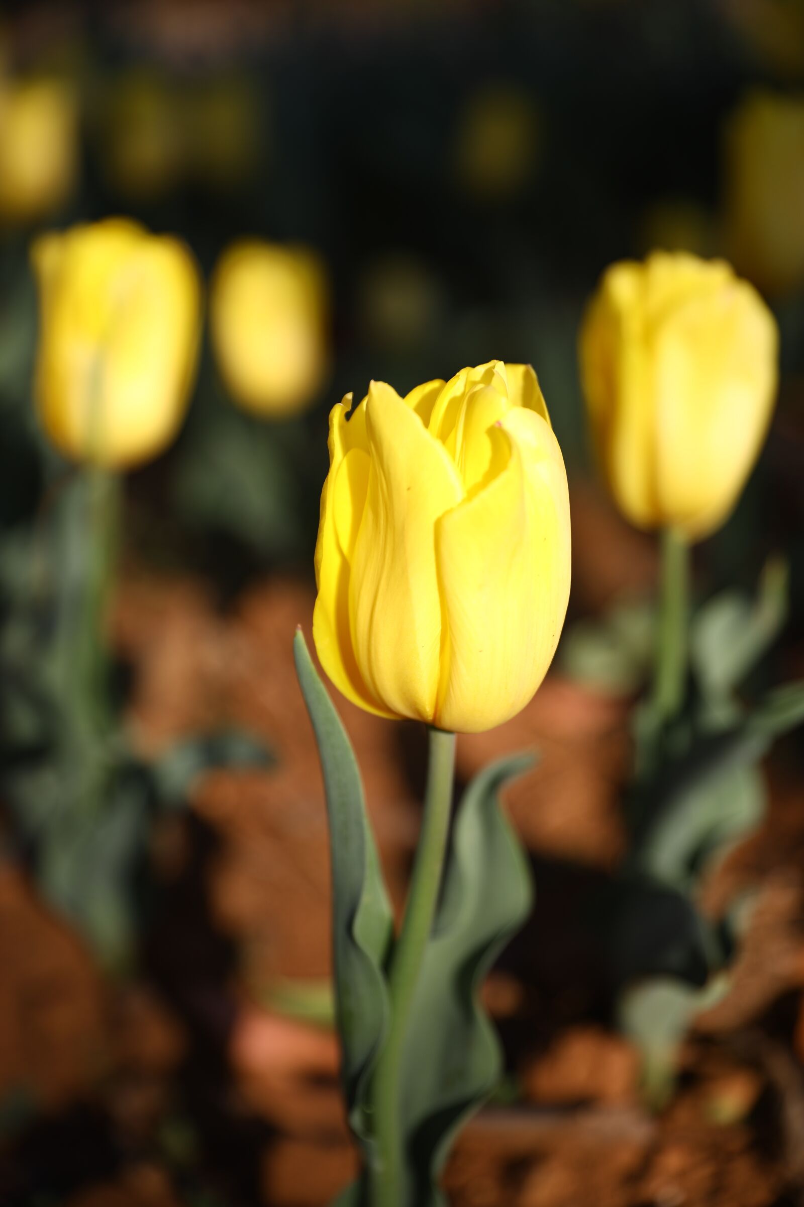 Canon EOS 5D Mark IV + Canon EF 24-70mm F2.8L II USM sample photo. Tulip, flowers, spring photography