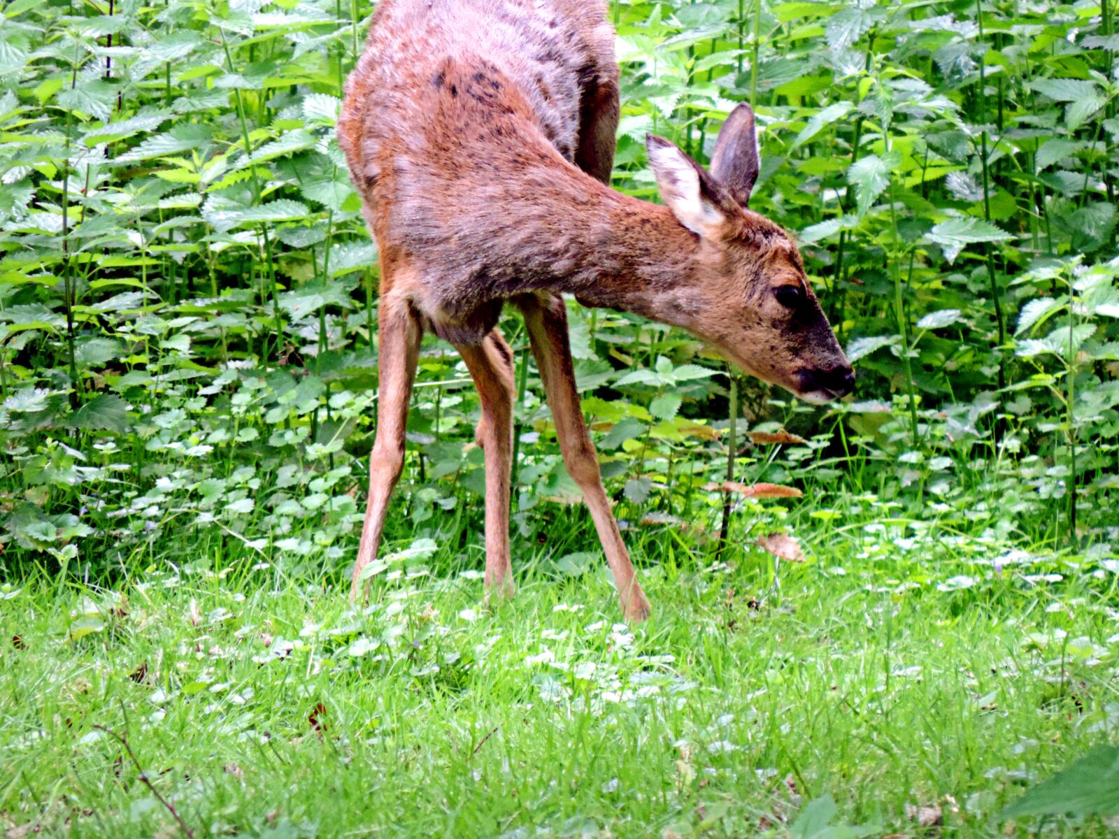 Nikon Coolpix P520 sample photo. Roe deer, paarhufer, mammal photography