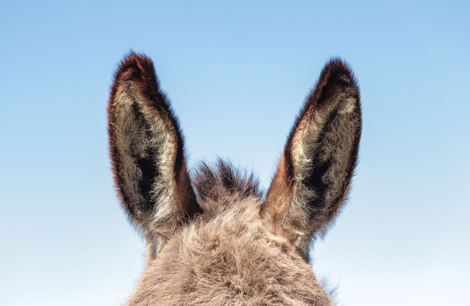 Canon EF-S 55-250mm F4-5.6 IS STM sample photo. Donkey, ears, easter photography