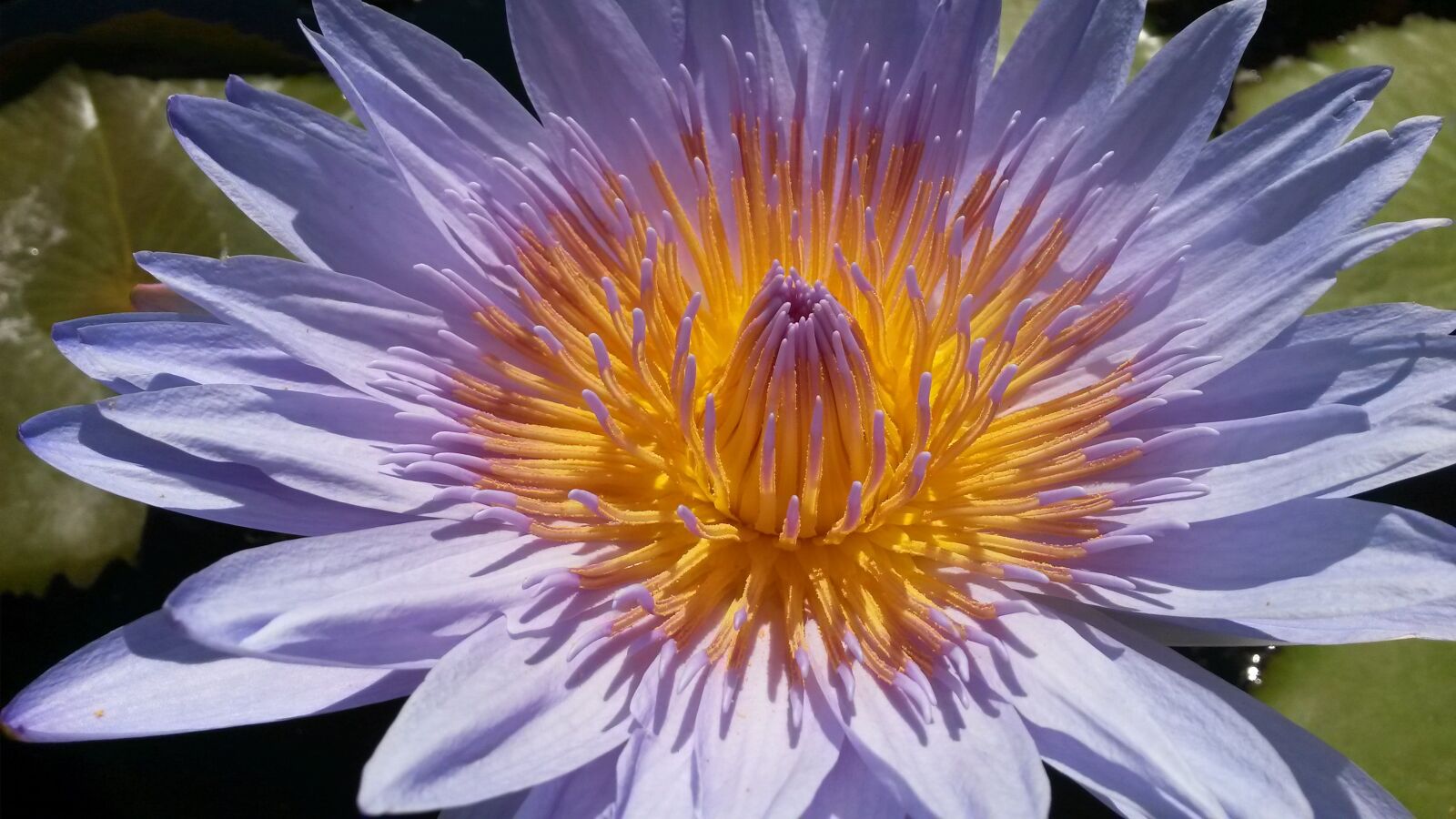 Samsung Galaxy S4 Mini sample photo. Water lilies, blossom, pink photography