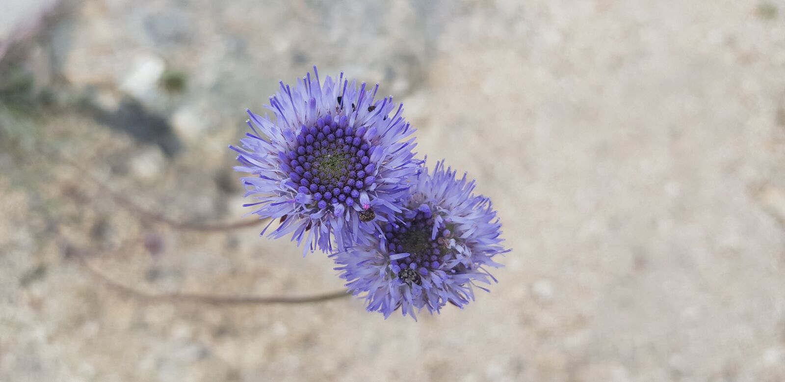 Samsung Galaxy S8 sample photo. Violet flower, botany, spring photography