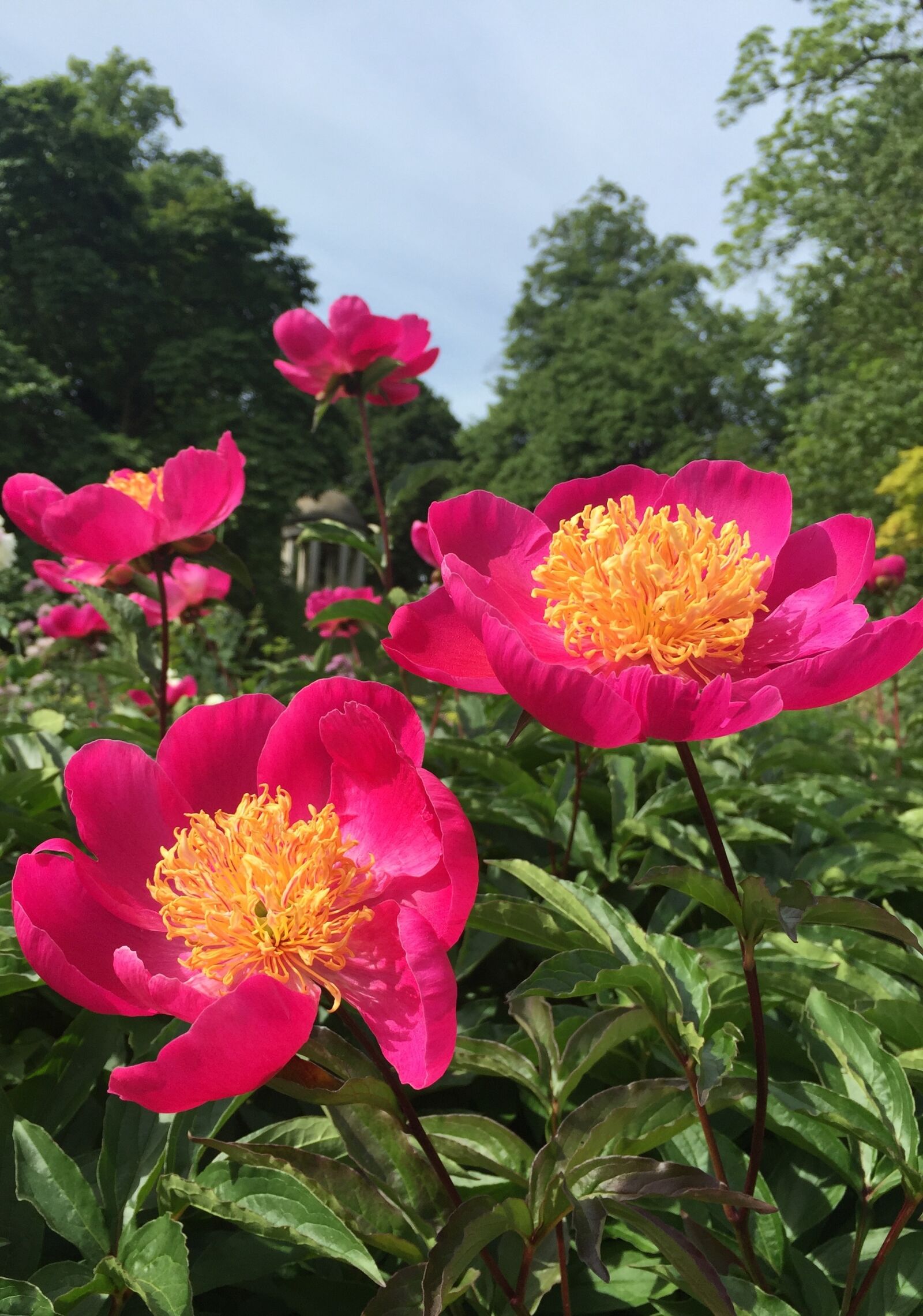 iPhone 6 Plus back camera 4.15mm f/2.2 sample photo. Peony, botanical garden, pink photography