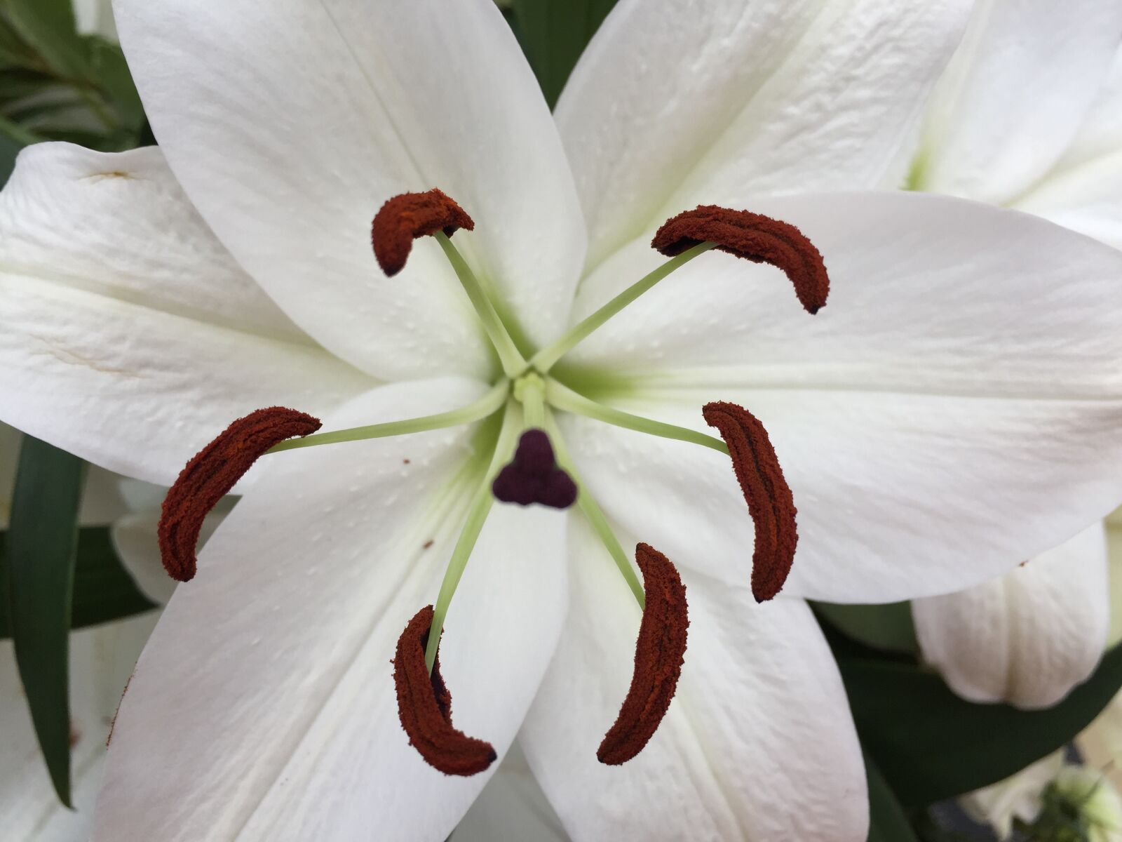iPhone 6 back camera 4.15mm f/2.2 sample photo. Lily photography