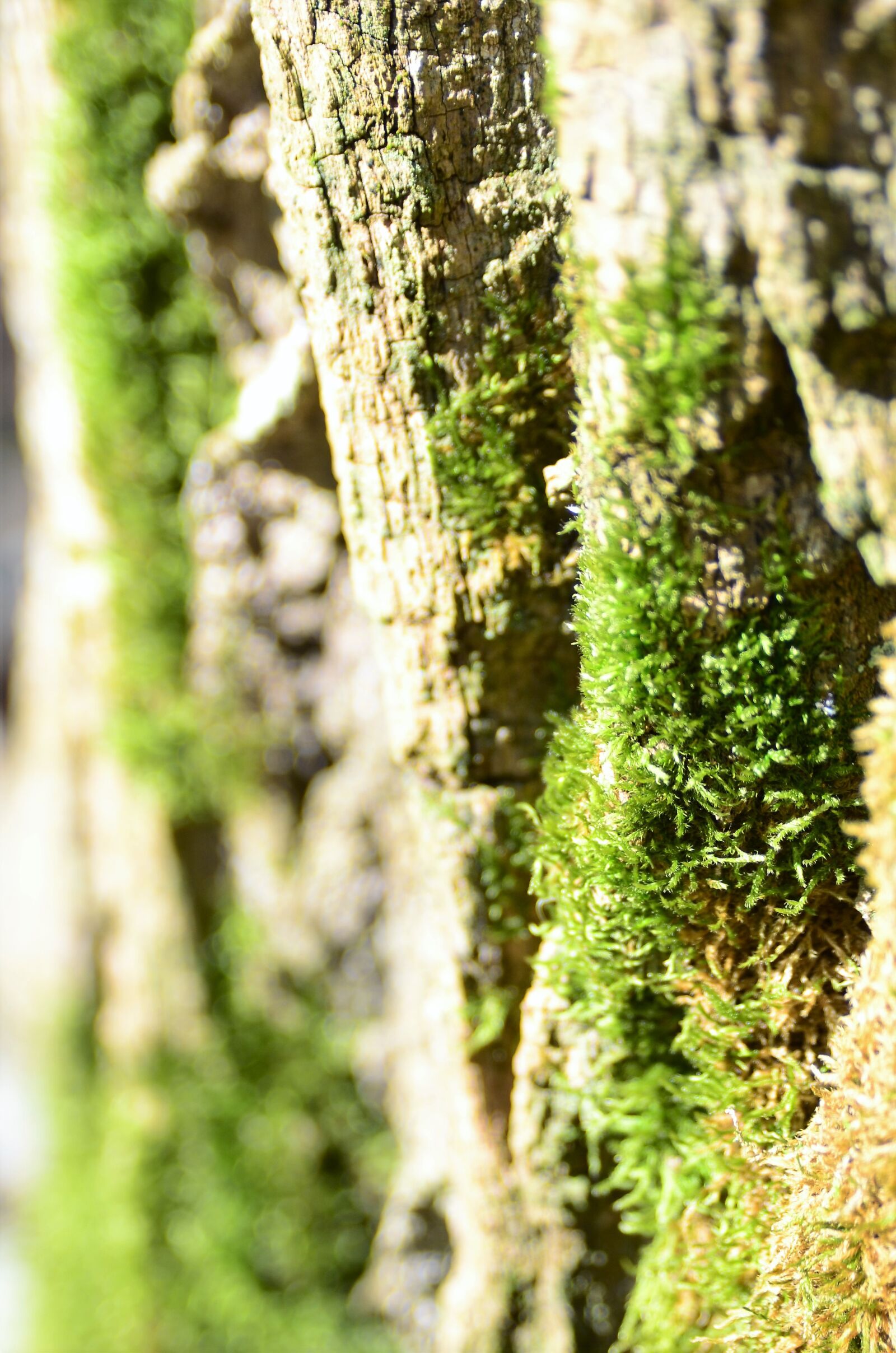 Nikon D7000 sample photo. Tribe, moss, forest photography