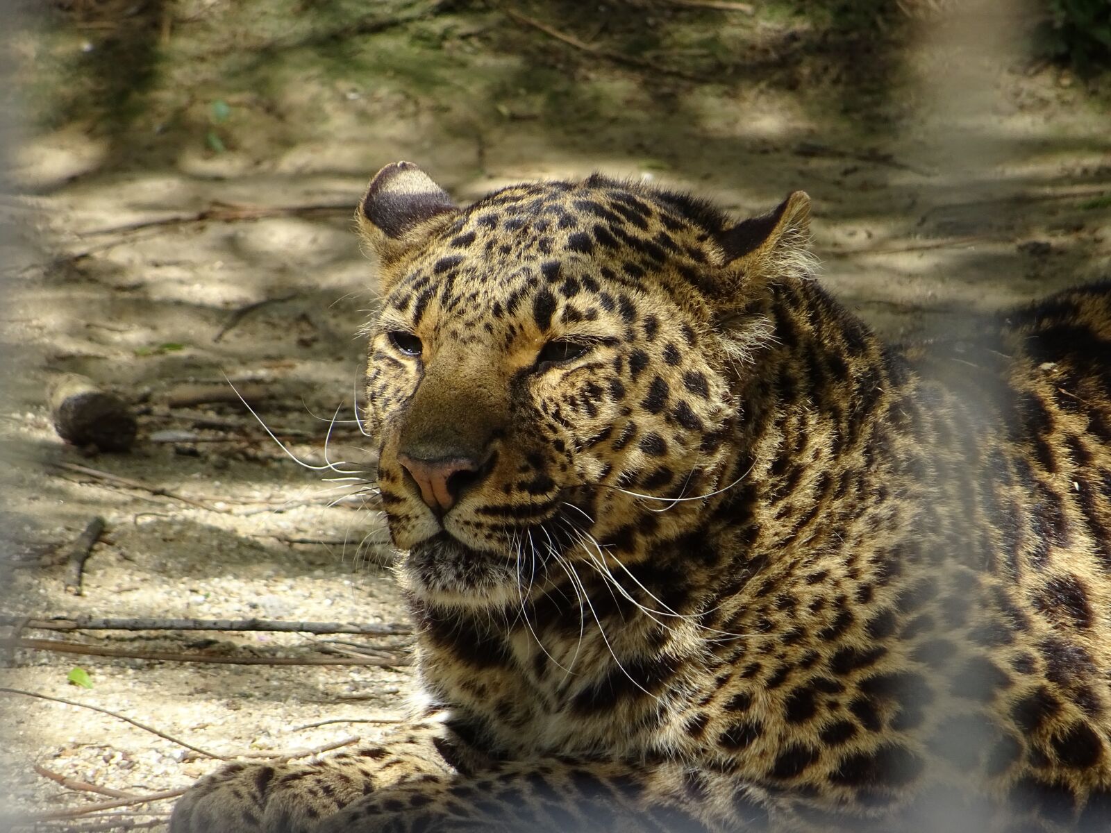 Sony DSC-HX60 sample photo. Leopard spotted, animal photography