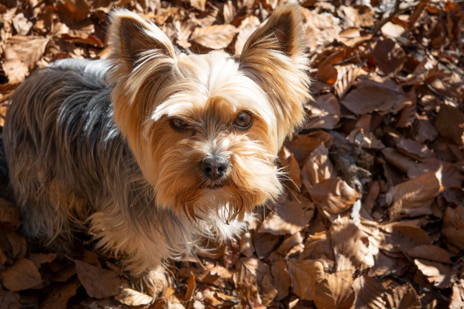 Nikon D7100 sample photo. Dog, yorki, small photography