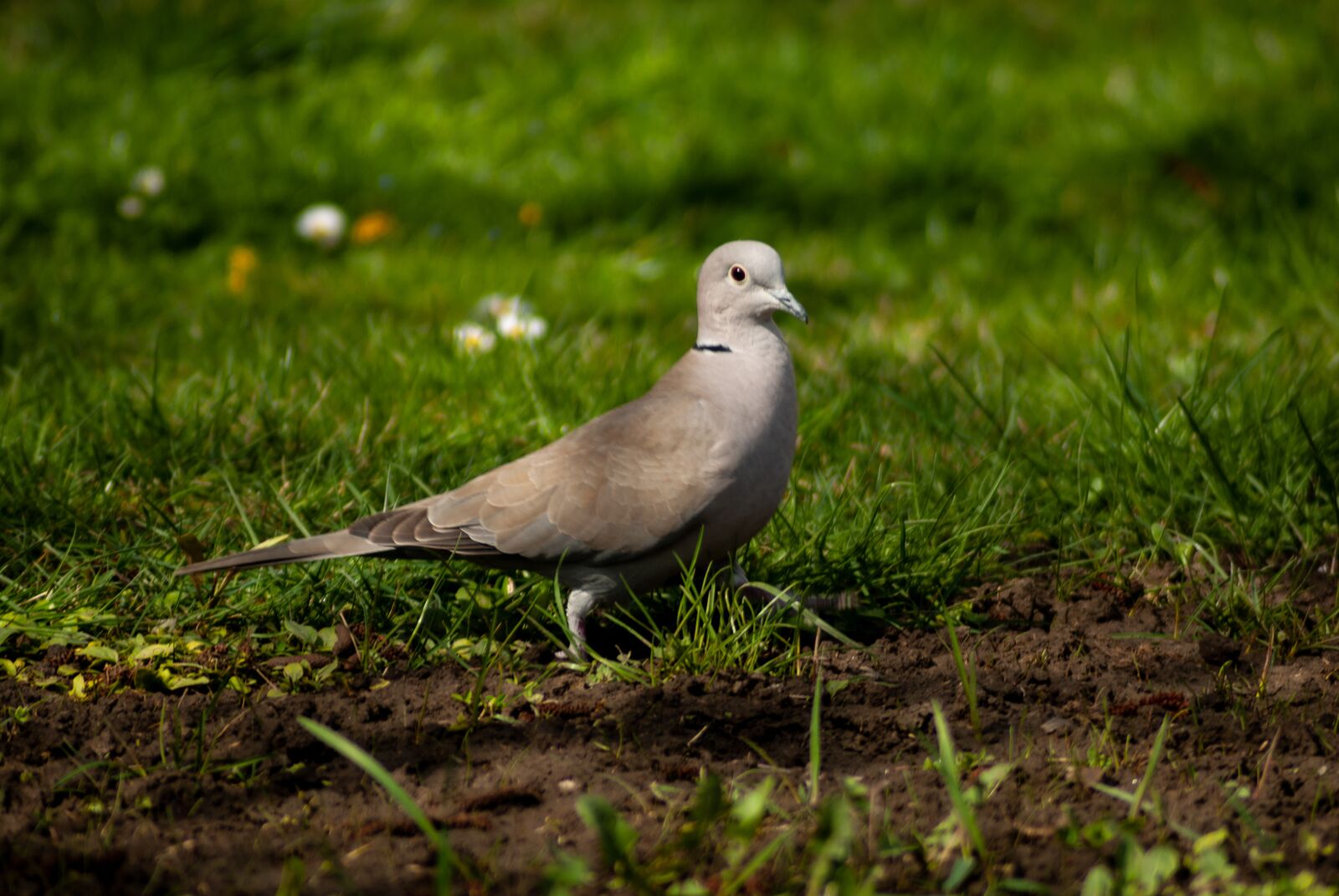 Nikon D60 sample photo. Bird, eurasian collared dove photography