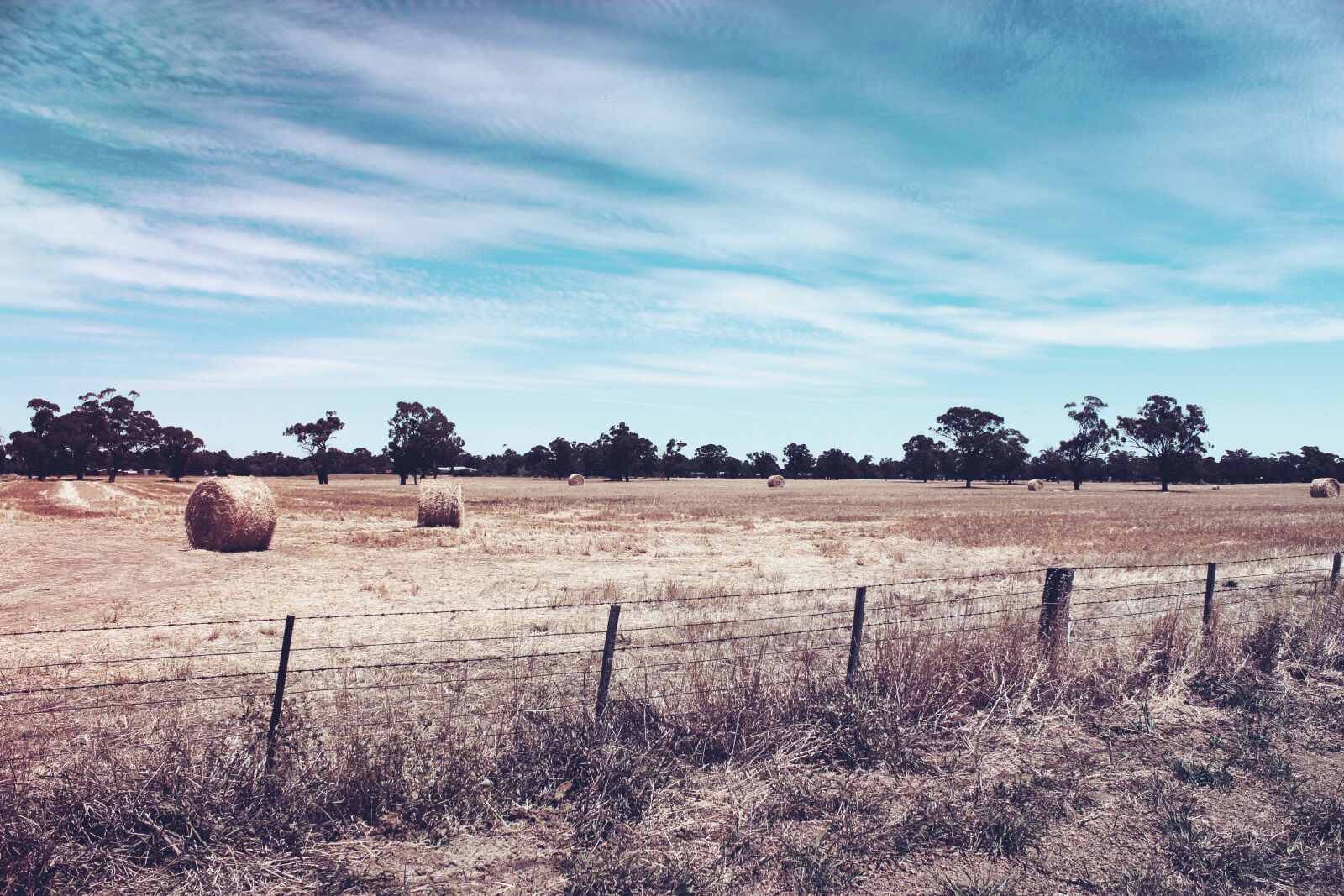 Canon EOS 600D (Rebel EOS T3i / EOS Kiss X5) sample photo. Dry, bush, agriculture photography
