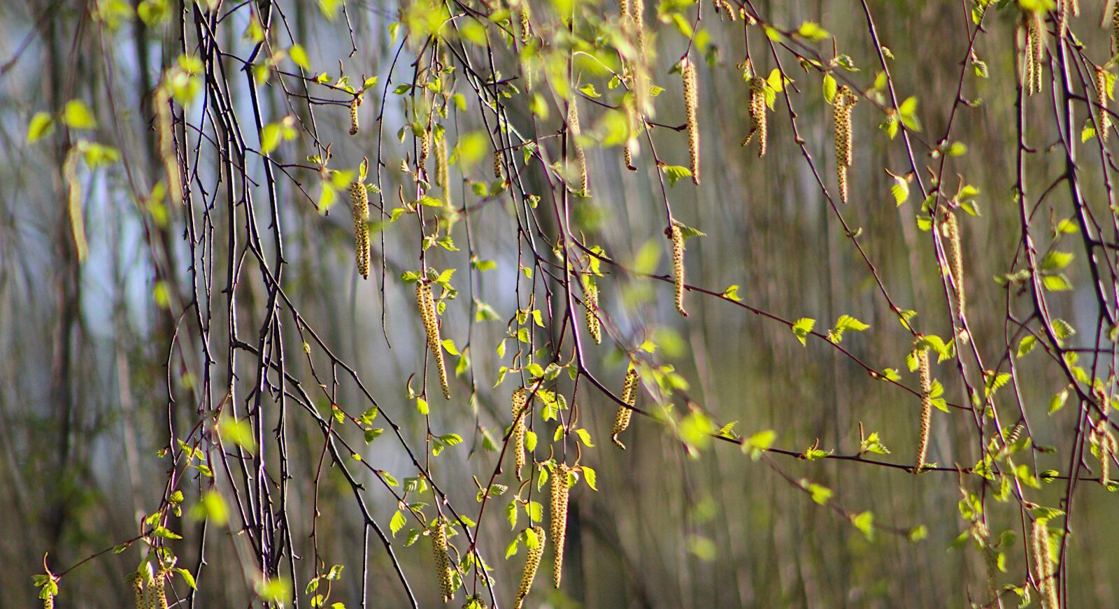 Canon EOS 4000D (EOS Rebel T100 / EOS 3000D) sample photo. Nature, plant, young photography