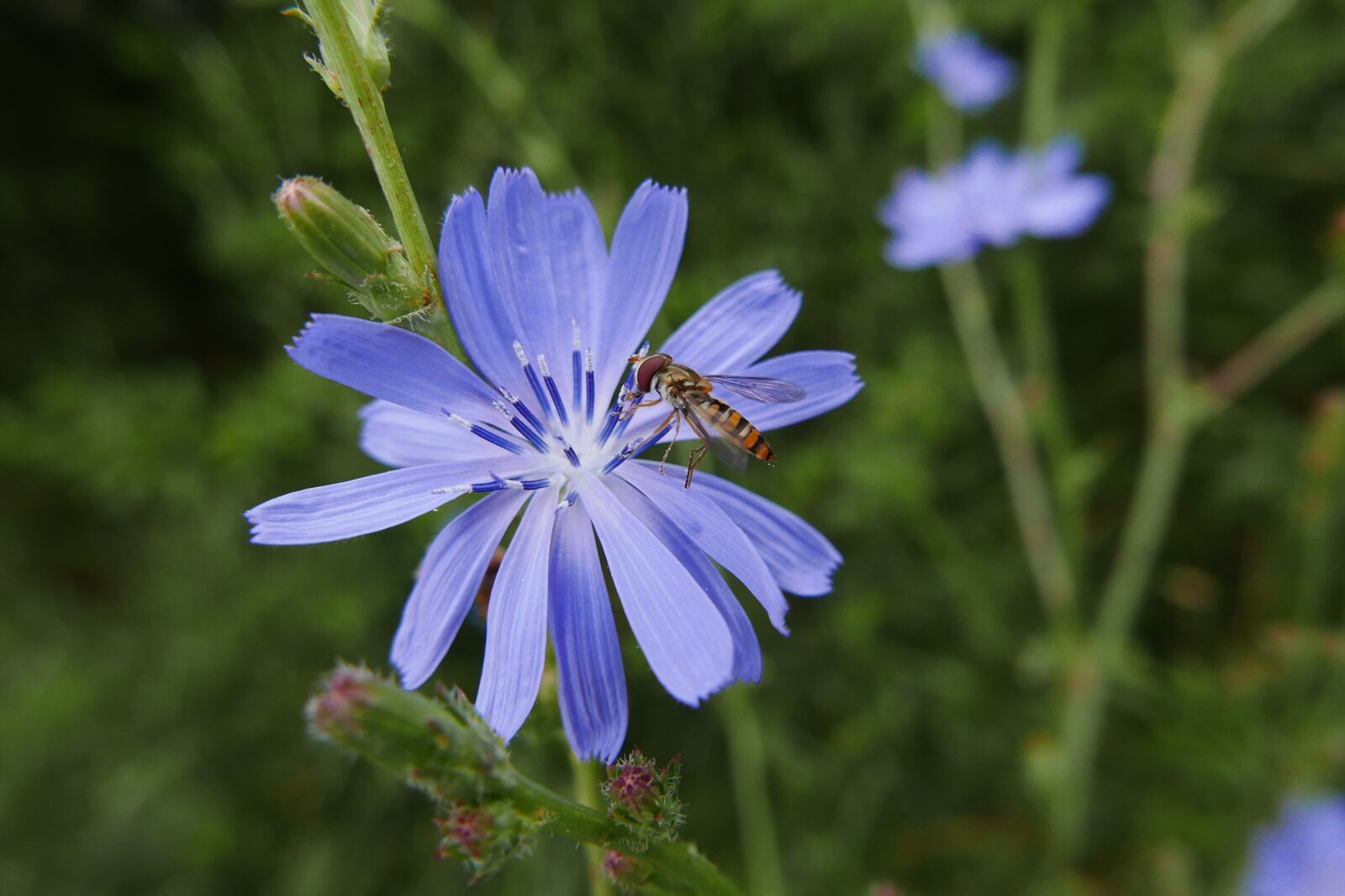 Panasonic Lumix DMC-LX100 sample photo. Flower, chicory, pestřenka photography