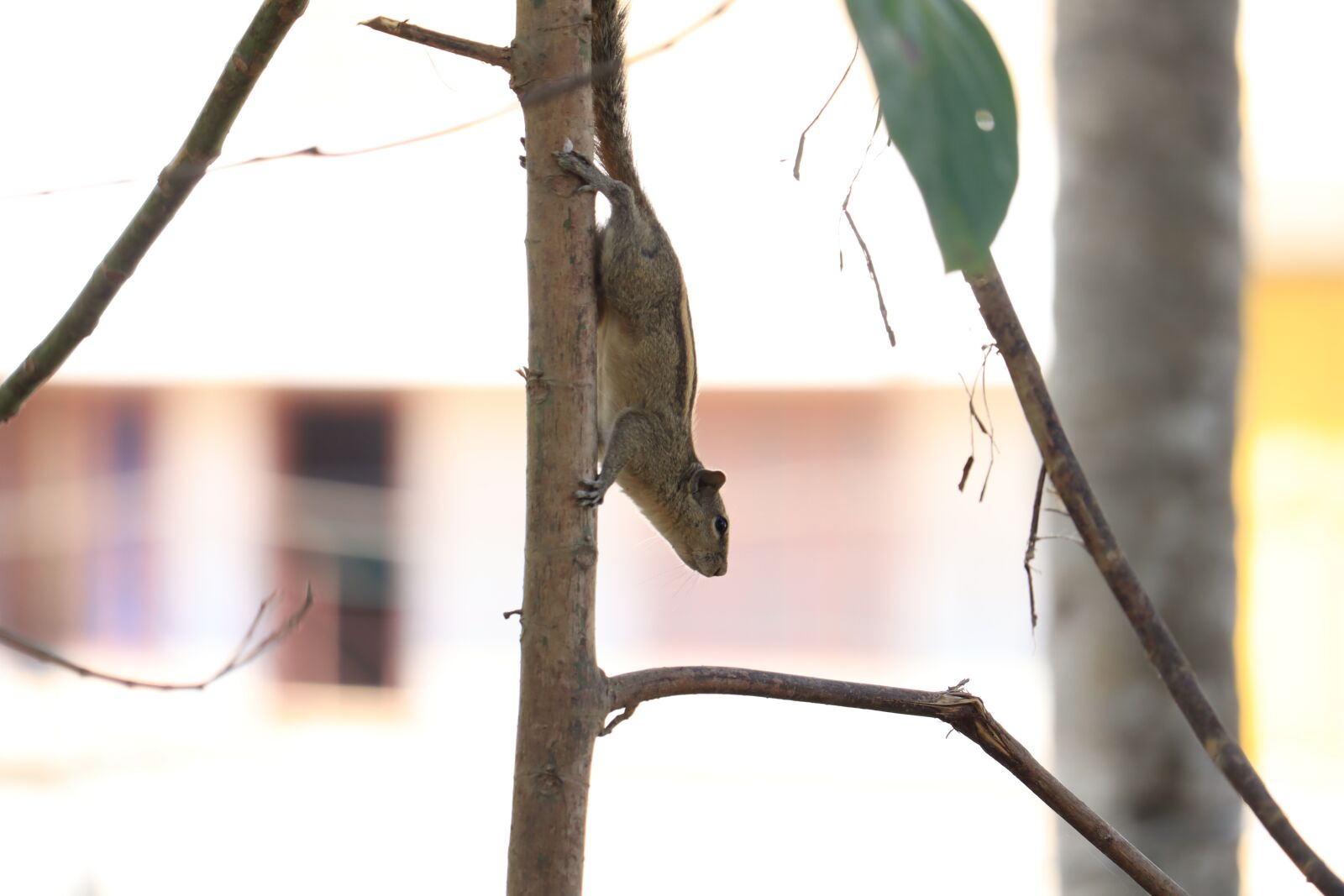 Canon EOS 250D (EOS Rebel SL3 / EOS Kiss X10 / EOS 200D II) sample photo. Squirrel, nature, tree photography