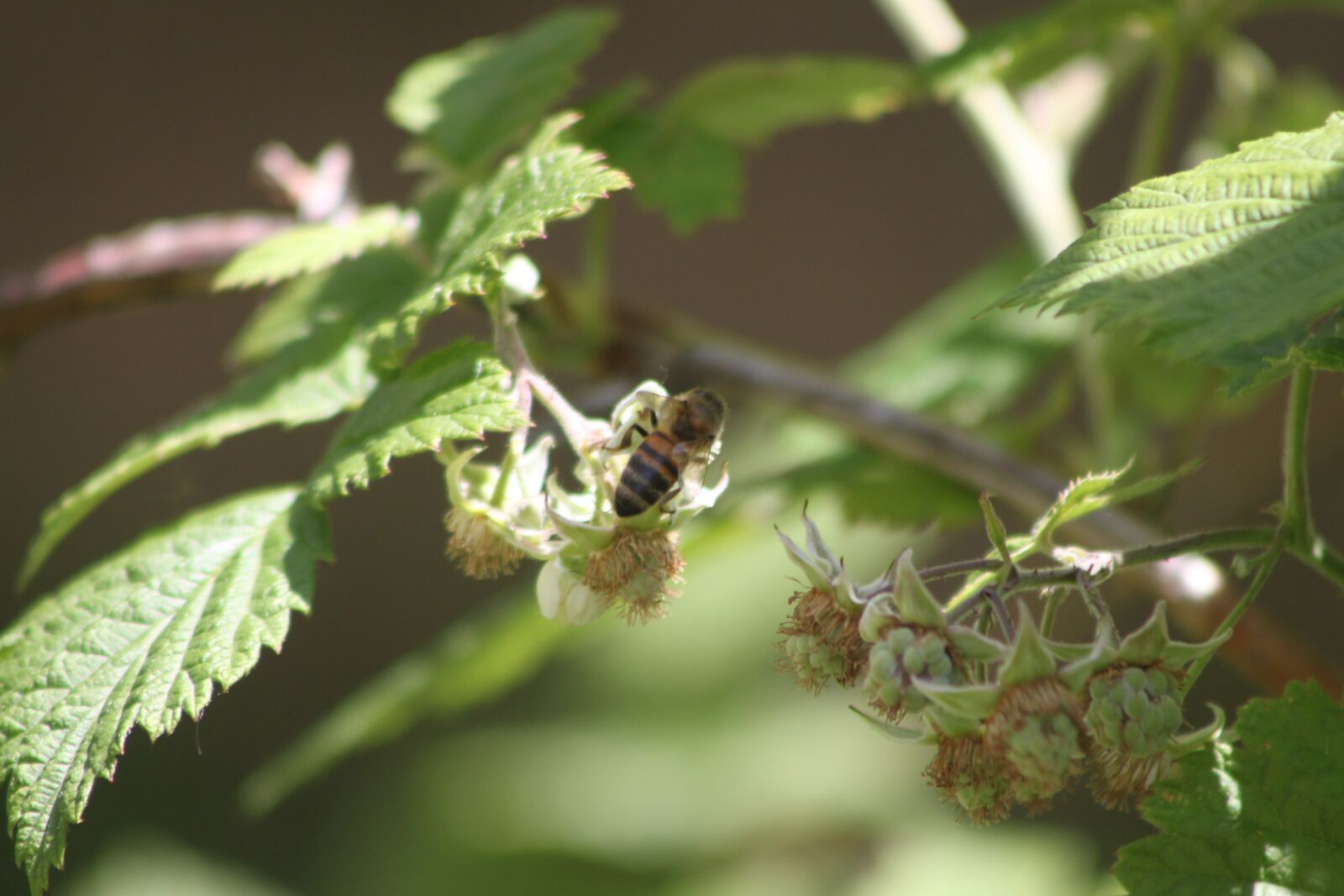 Canon EOS 500D (EOS Rebel T1i / EOS Kiss X3) sample photo. Bees, spring, garden photography