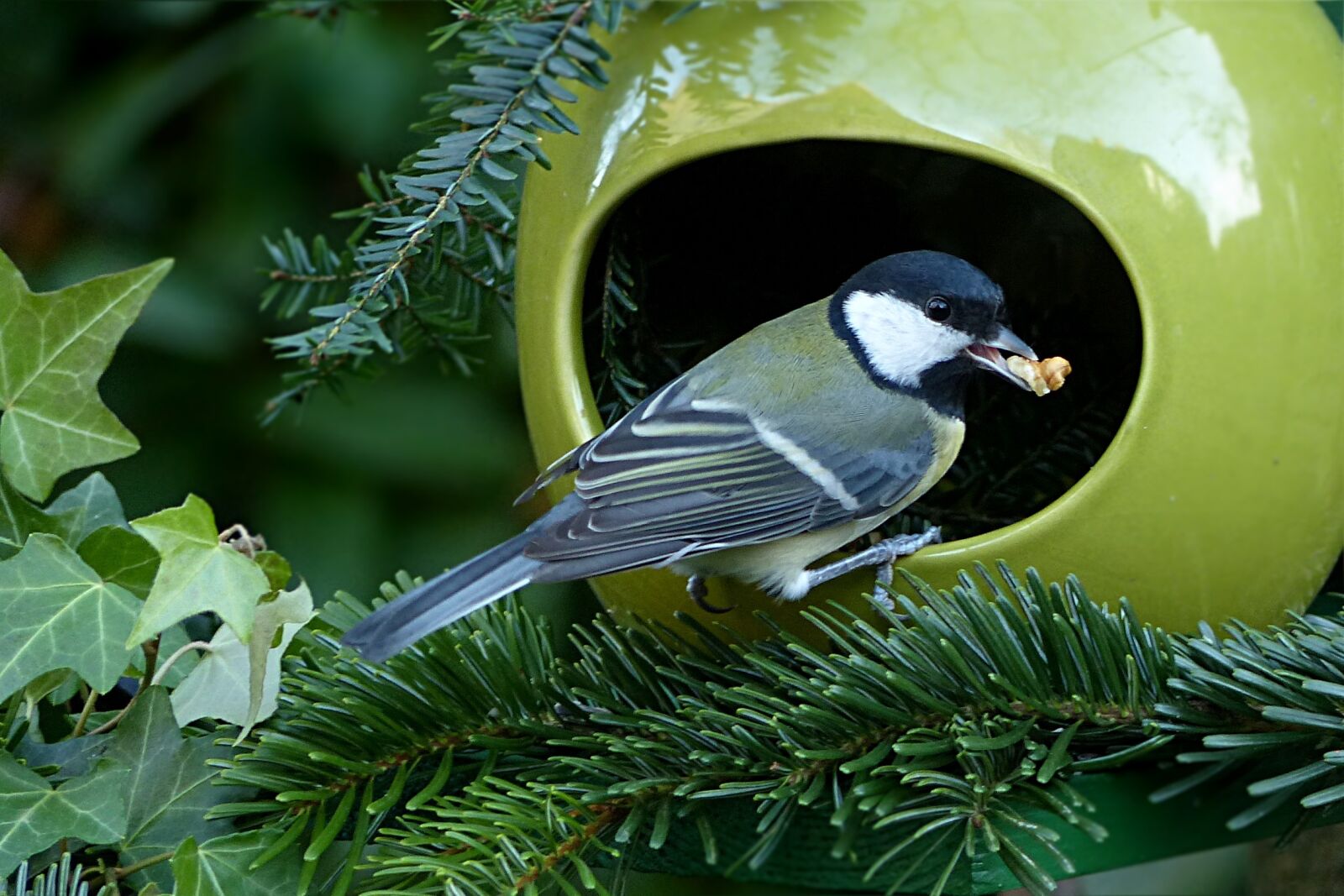 Panasonic Lumix DMC-FZ200 sample photo. Tit, parus major, small photography