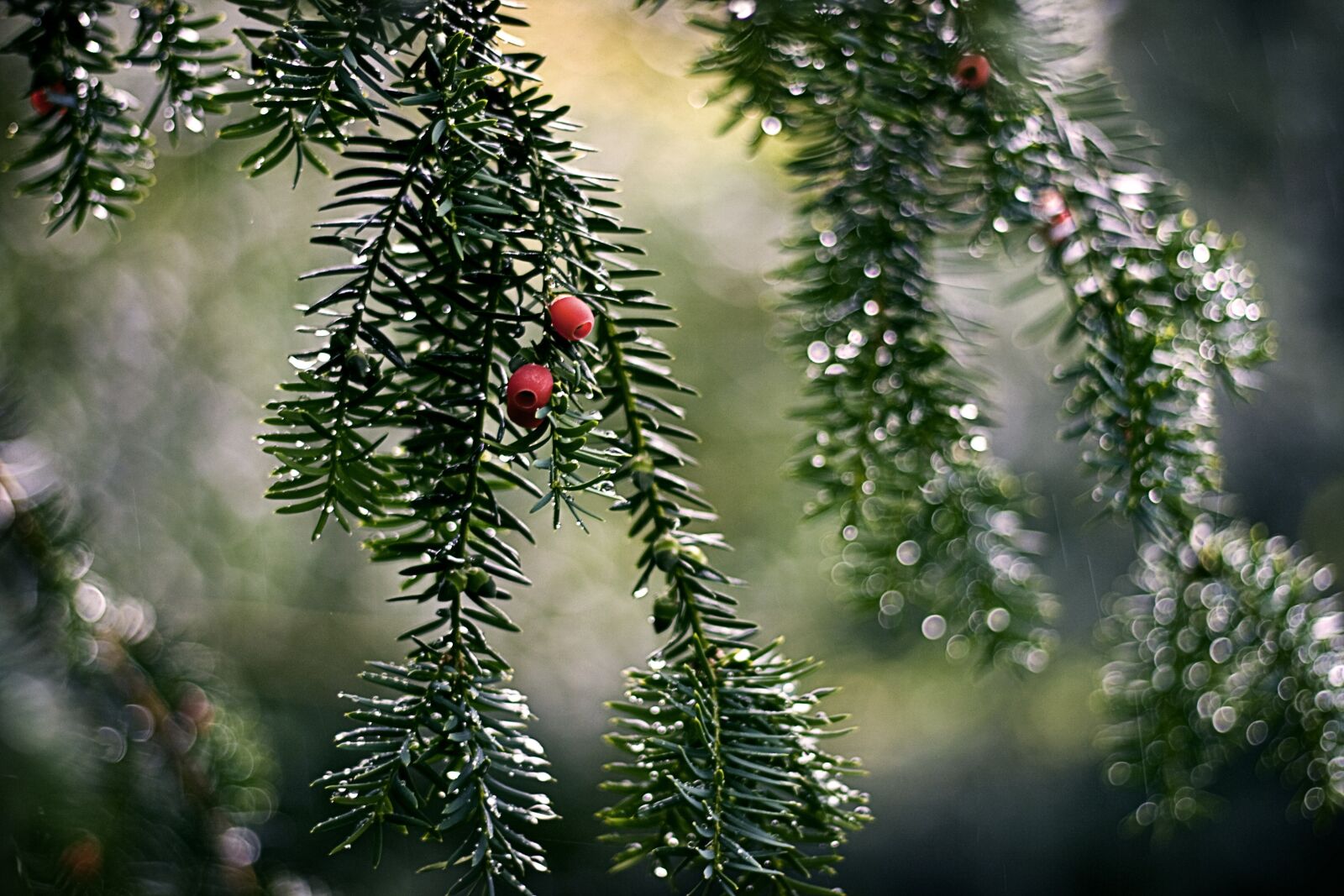 Canon EOS 1000D (EOS Digital Rebel XS / EOS Kiss F) sample photo. Wet, rain, berries photography