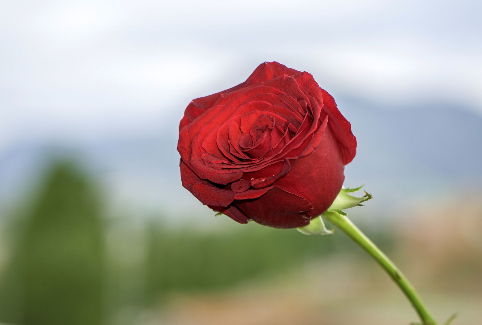 Sony a6000 + Sony E PZ 18-105mm F4 G OSS sample photo. Sant jordi, rosa, flower photography
