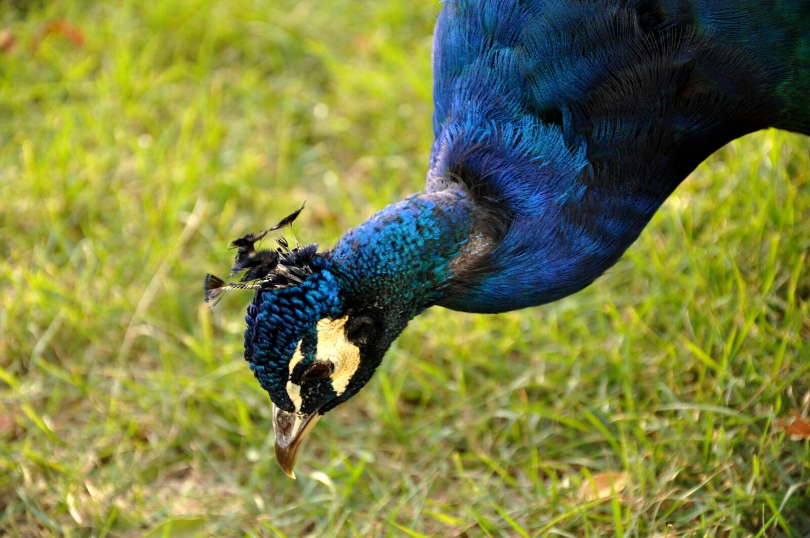 Nikon D90 sample photo. Bird, peacock, head photography