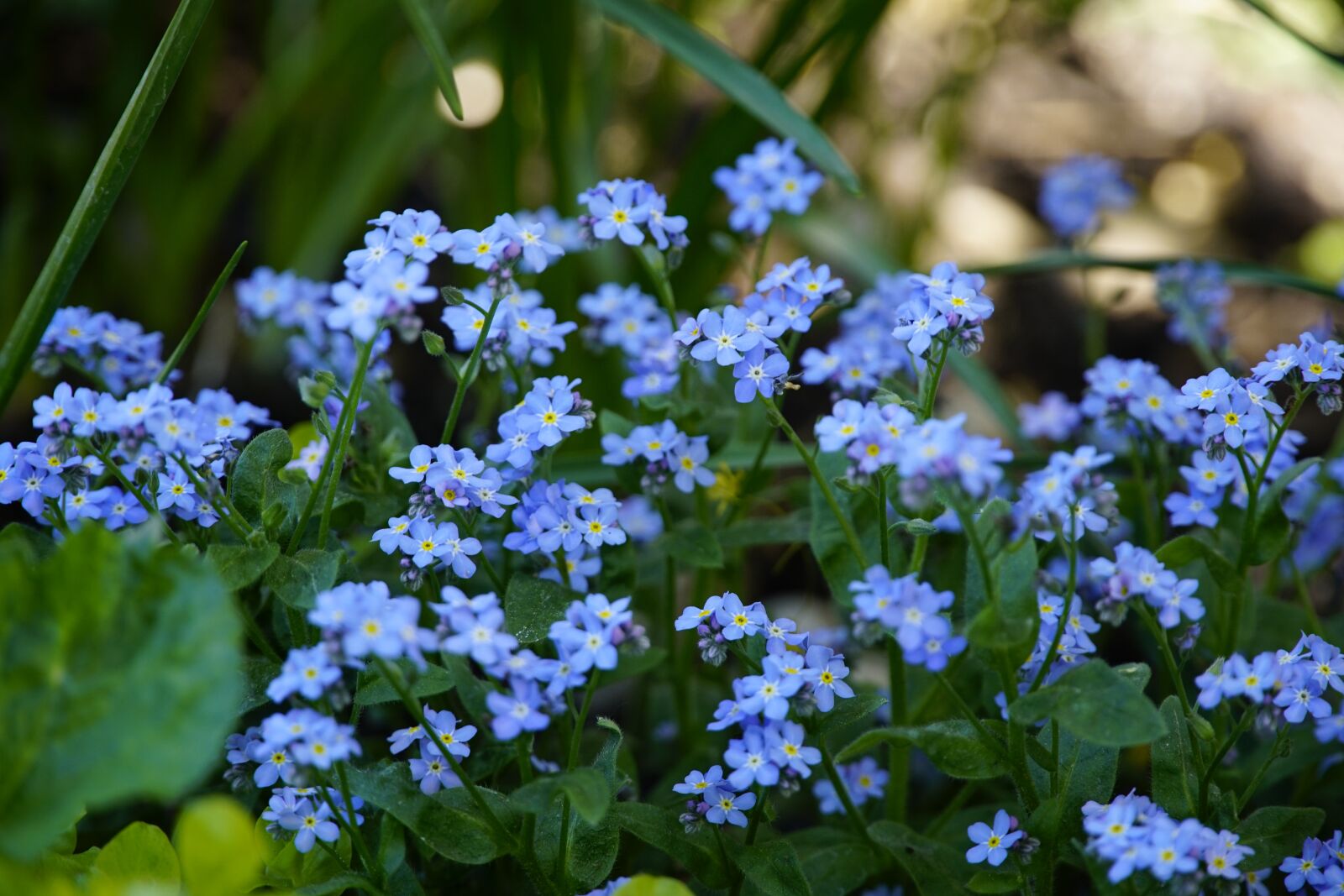 Sony a7R II + Sony E PZ 18-105mm F4 G OSS sample photo. Blue, flowers, myosotis photography
