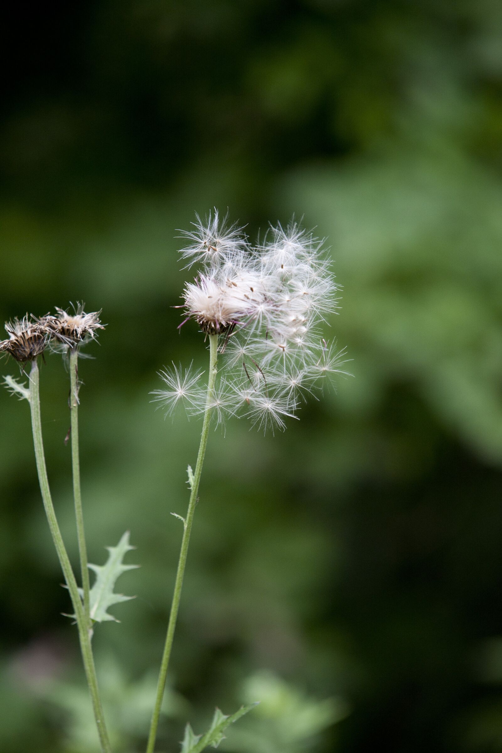 Canon EOS 5D sample photo. Seeds, thistle, botanical garden photography