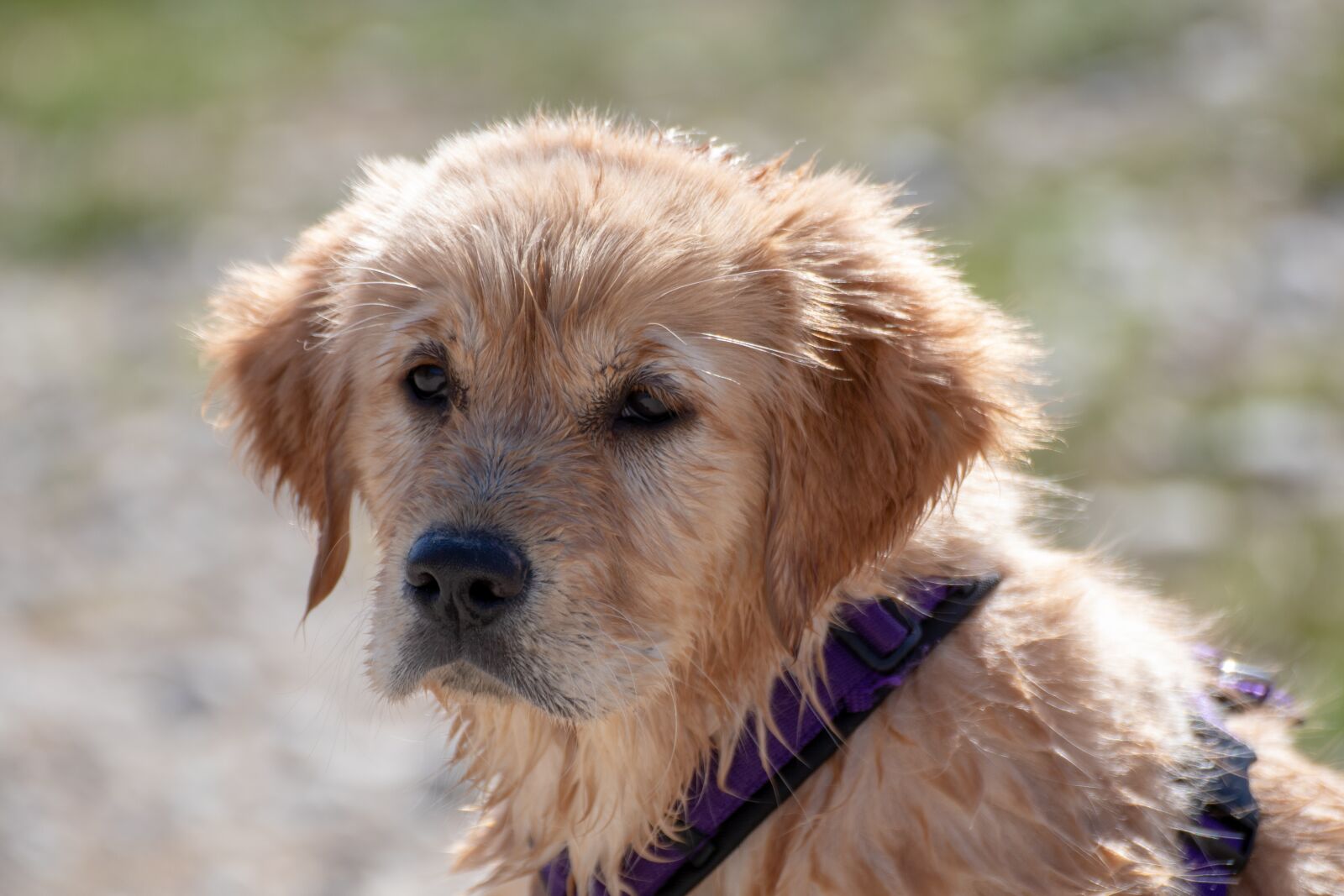 Canon EOS 200D (EOS Rebel SL2 / EOS Kiss X9) sample photo. Dog, puppy, golden retriever photography