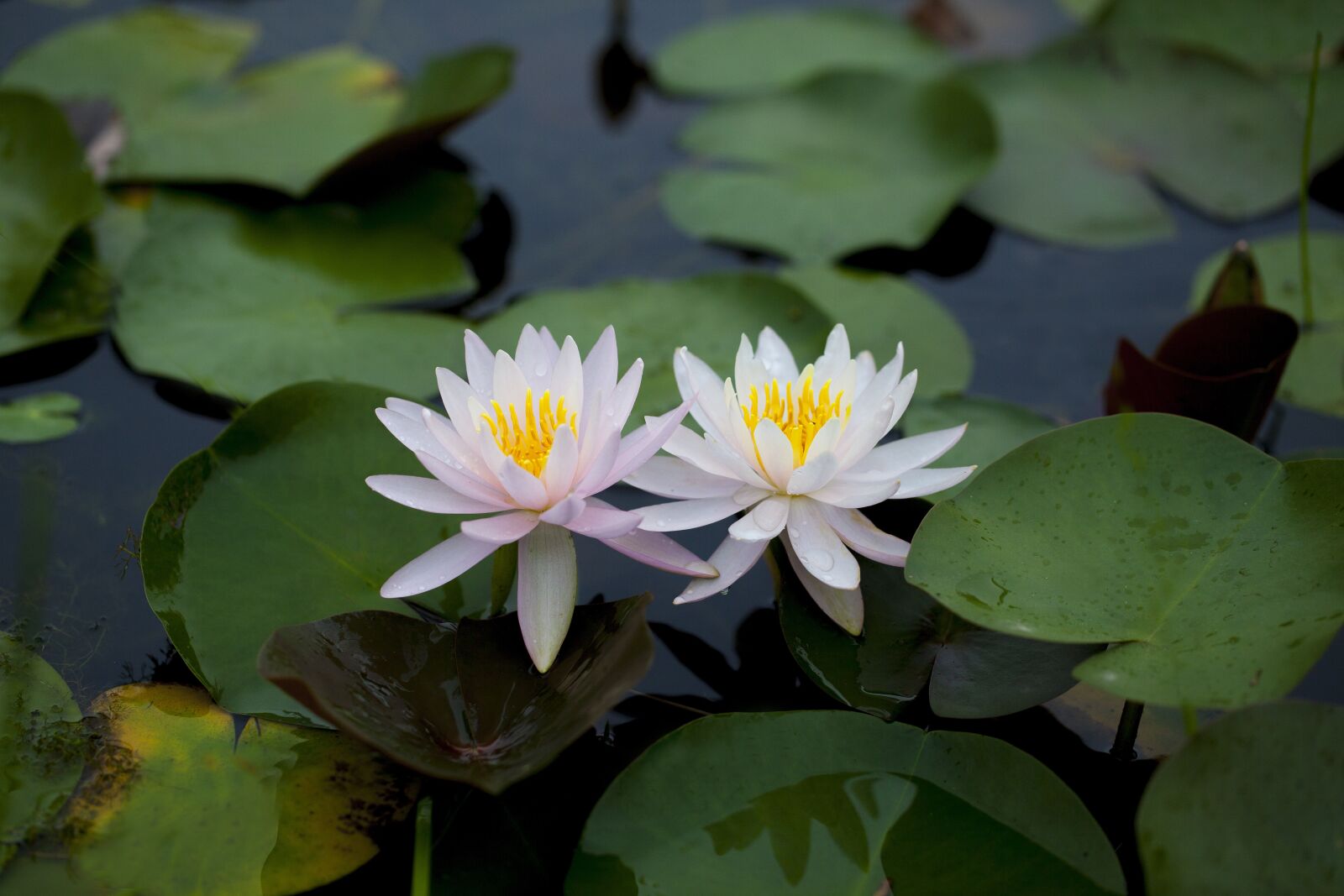 Canon EOS 5D Mark II + Canon EF 100mm F2.8L Macro IS USM sample photo. Water lilies, flowers, pond photography