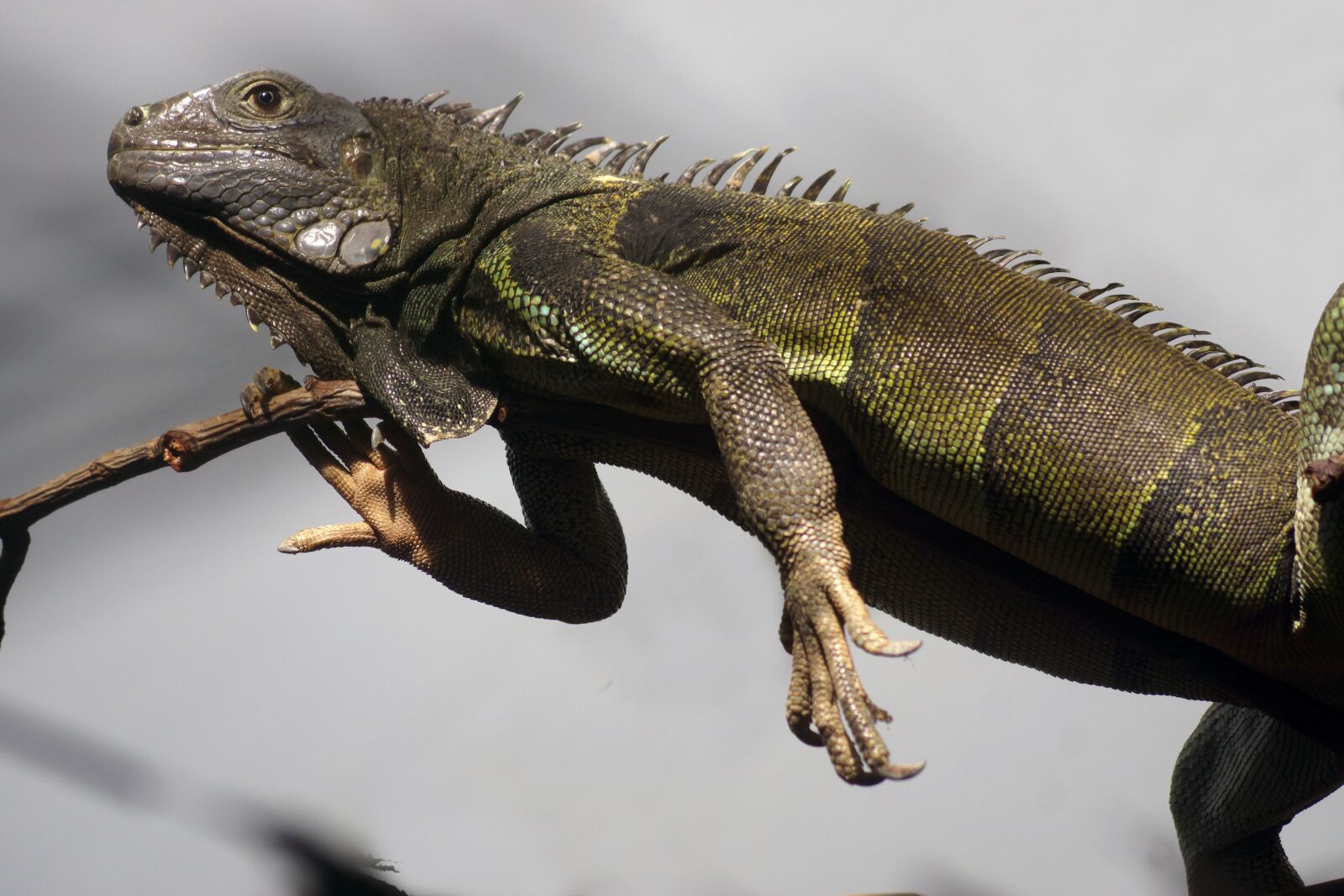 Sony SLT-A77 + Sony DT 55-200mm F4-5.6 SAM sample photo. Reptile, lizard, animal photography