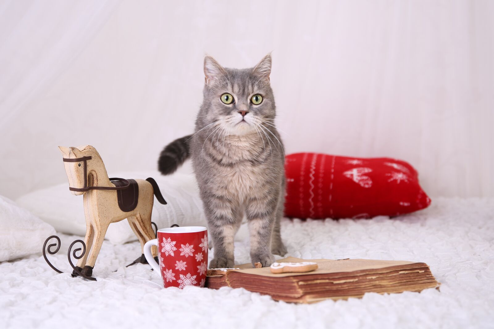 Canon 24-70mm F2.8 DG OS HSM | Art 017 sample photo. Tomcat, cat, christmas photography
