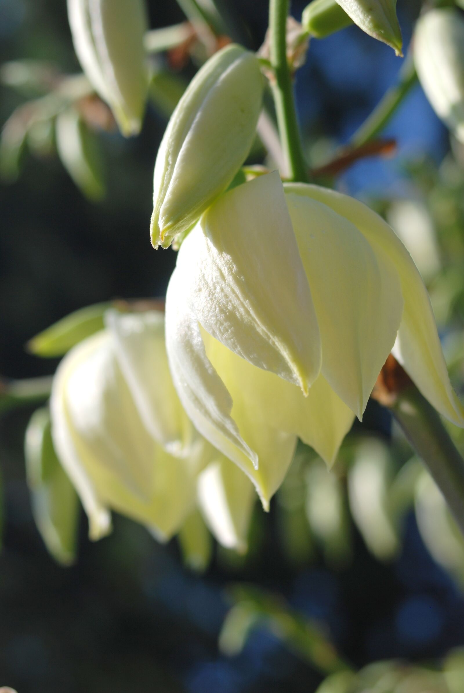 Nikon D80 sample photo. Yucca, blossom, bloom photography