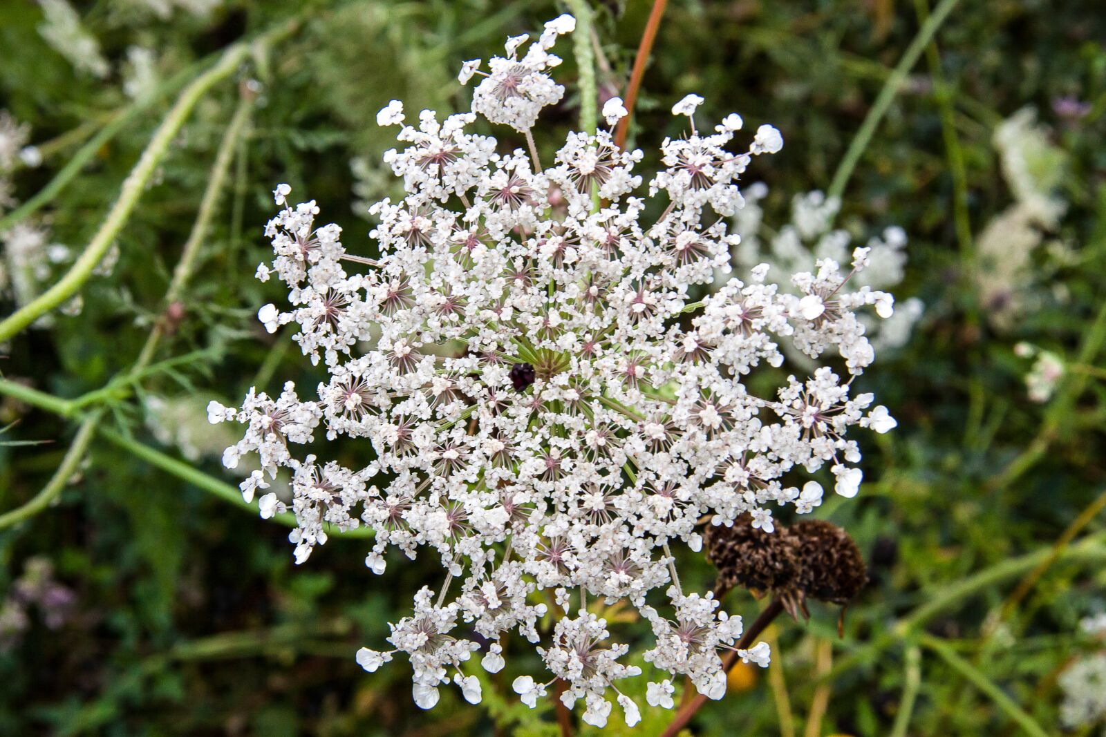 Canon EF-S 17-85mm F4-5.6 IS USM sample photo. Plant, white blossom, summer photography
